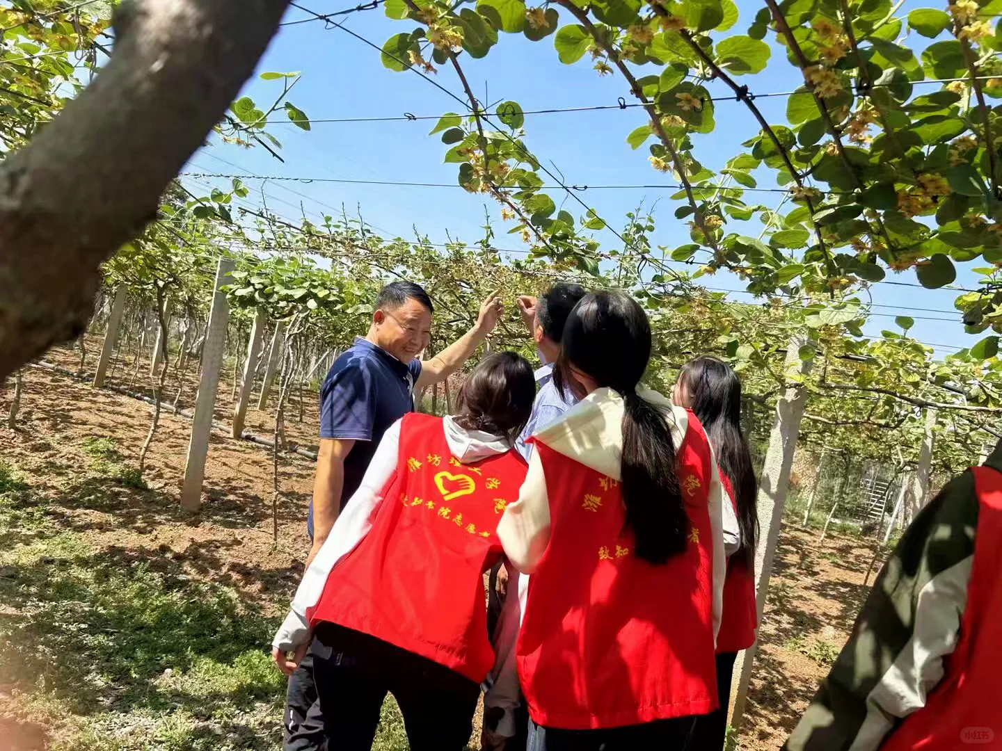 ?当猕猴桃遇上蜜蜂｜我们在果园里挖“农业文