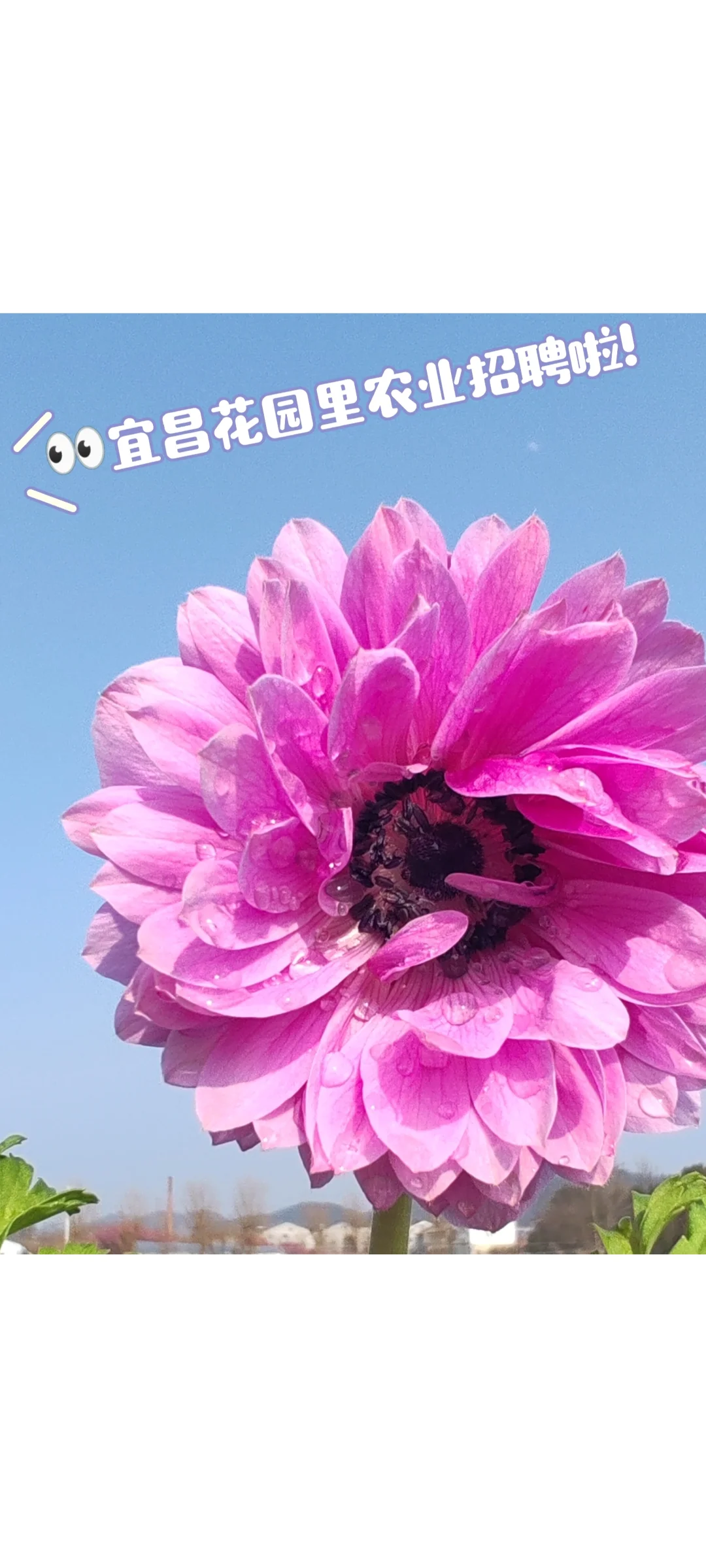 宜昌花园里农业招聘啦???