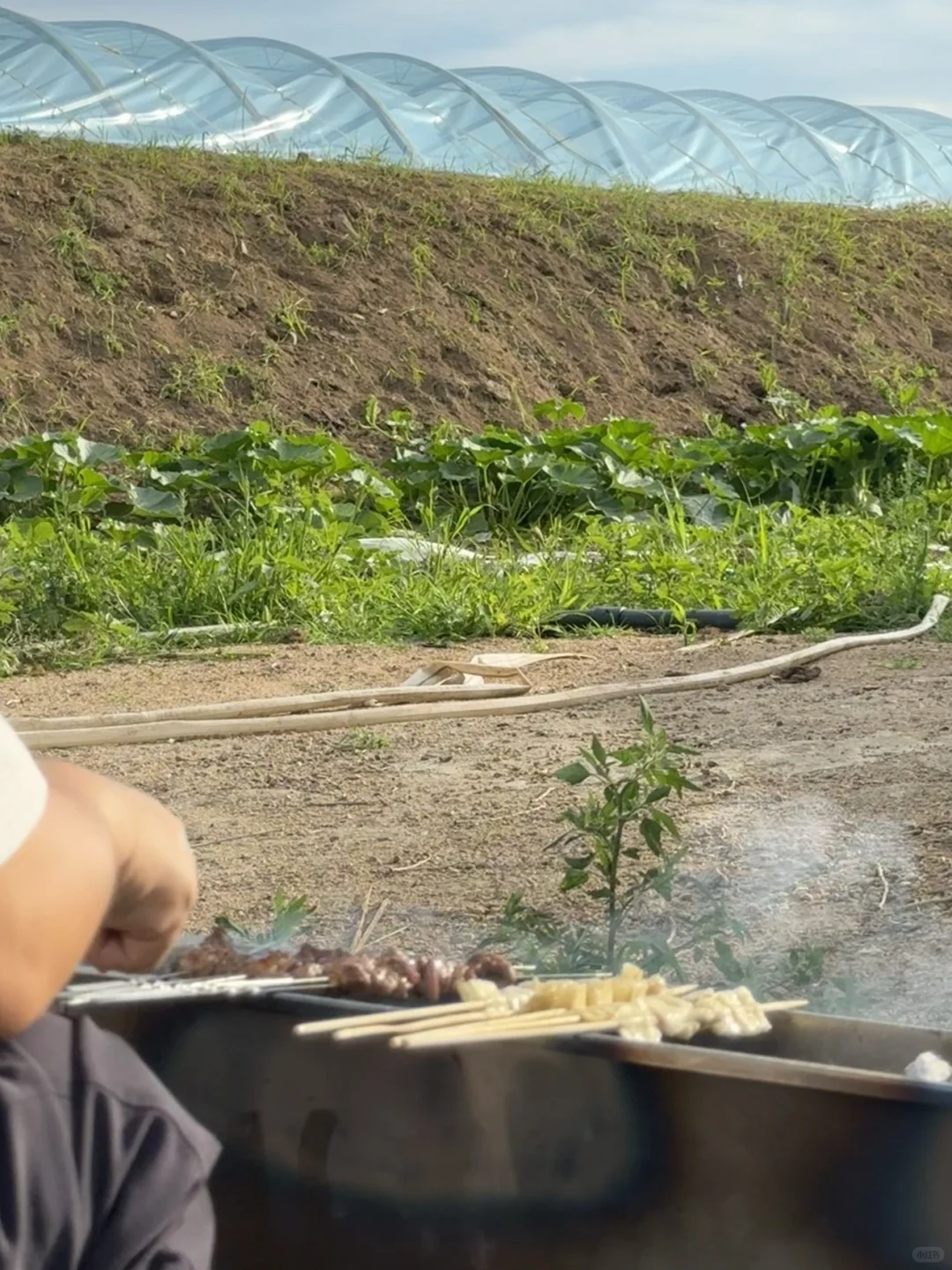 招募农场义工！种菜放羊