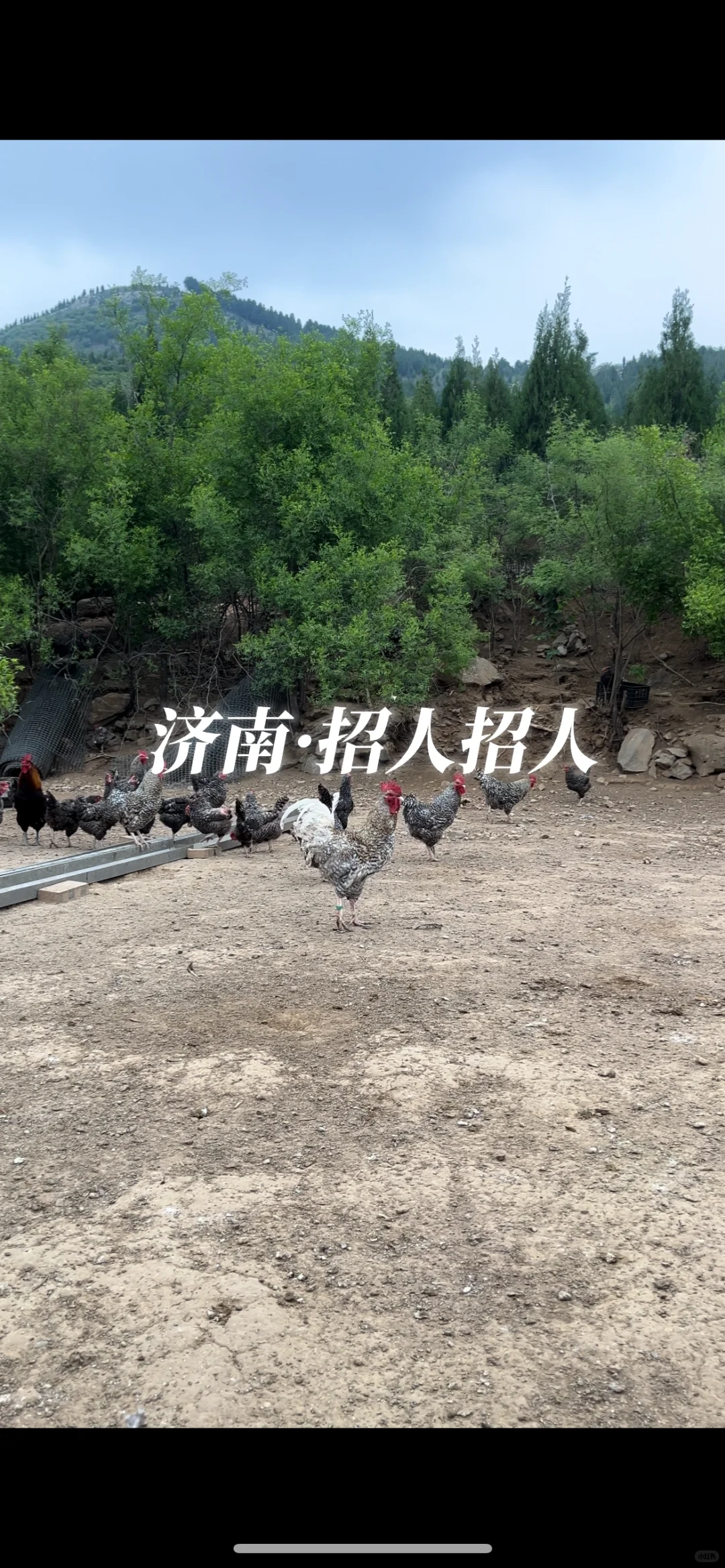济南找个喜欢在山上养鸡种菜的