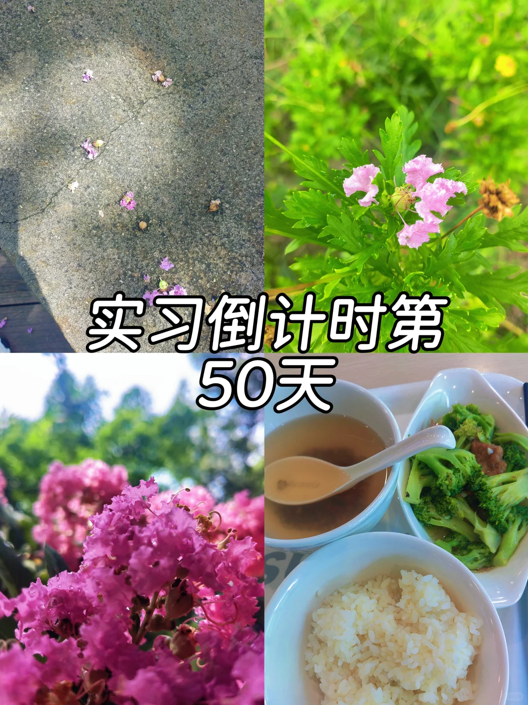 实习倒计时第50天 日程过半了