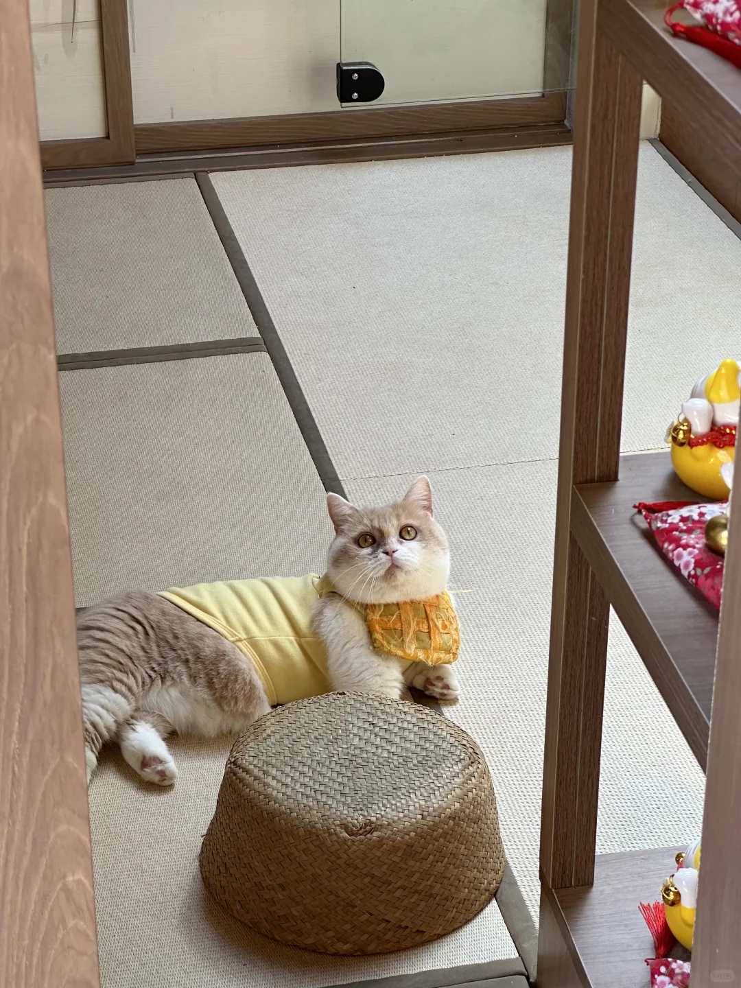 杭州猫猫寺招募：兼职生｜实习生