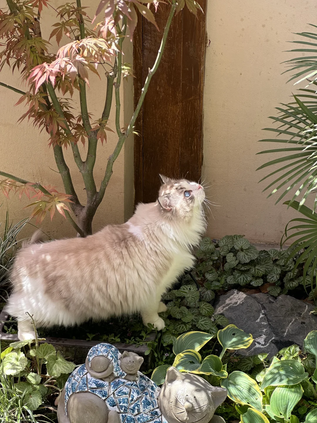 杭州猫猫寺招募：兼职生｜实习生