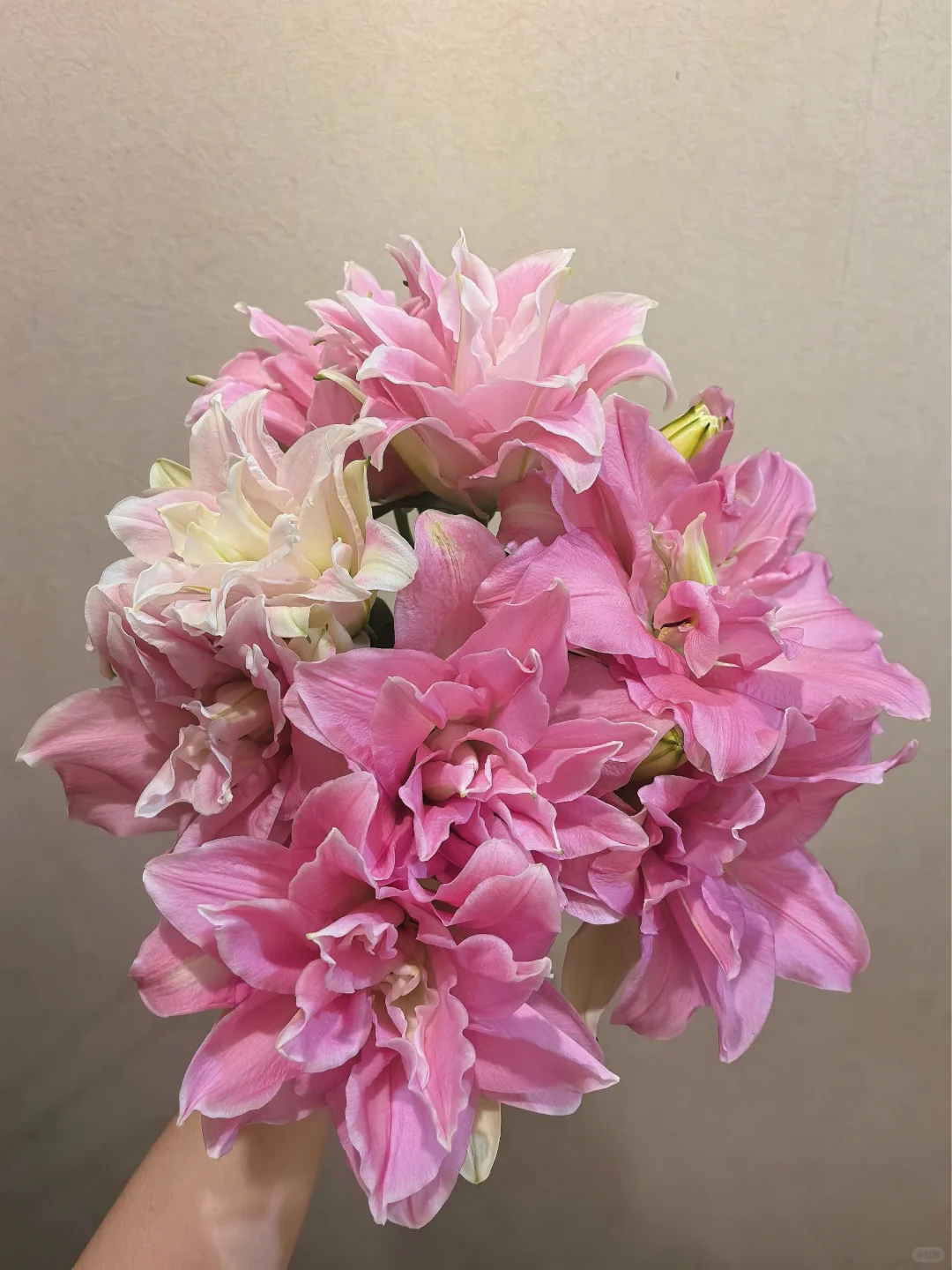 女神 贵妃|港货大叔