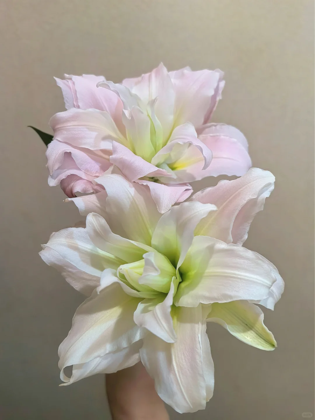 女神 贵妃|港货大叔