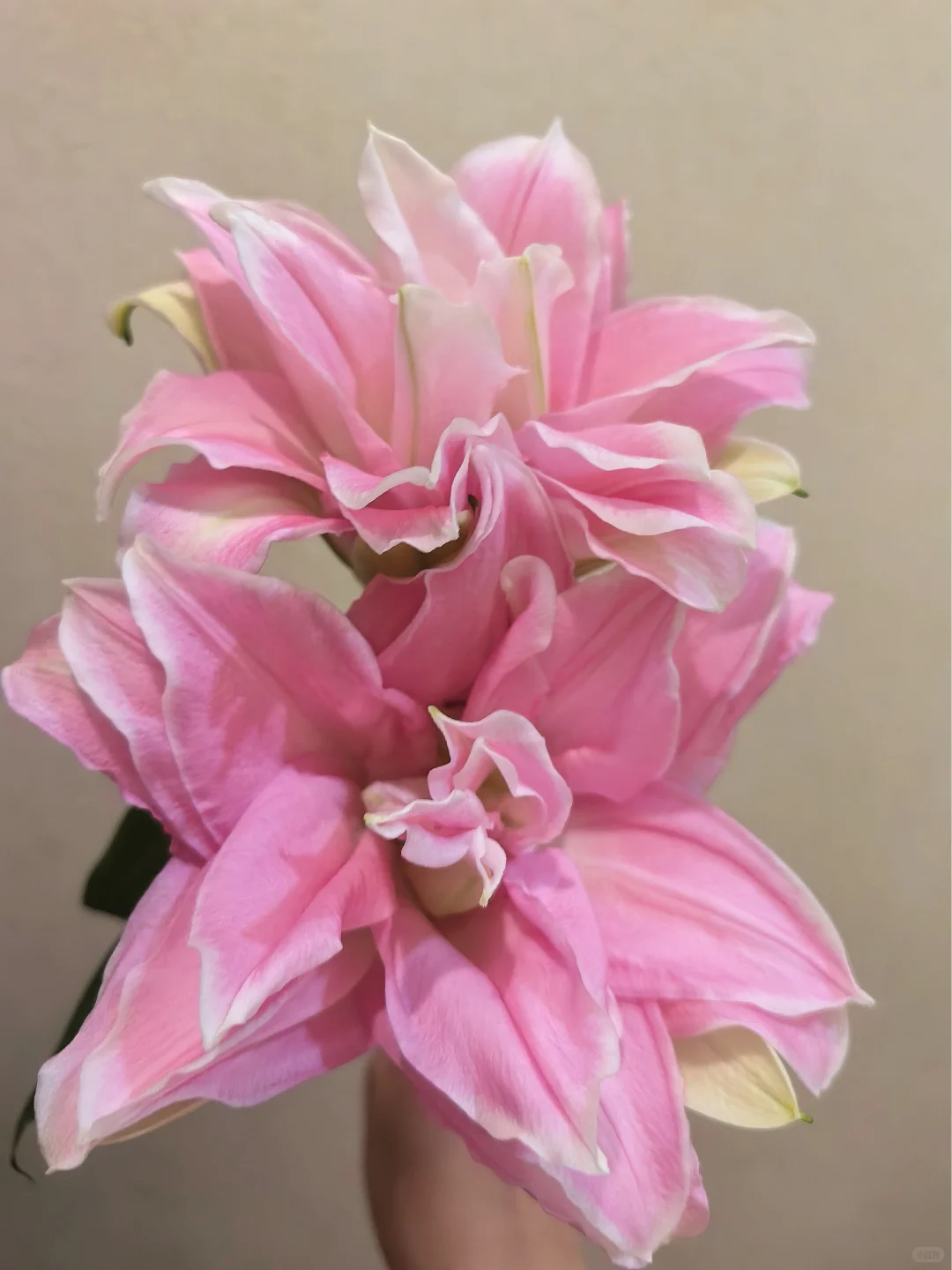 女神 贵妃|港货大叔