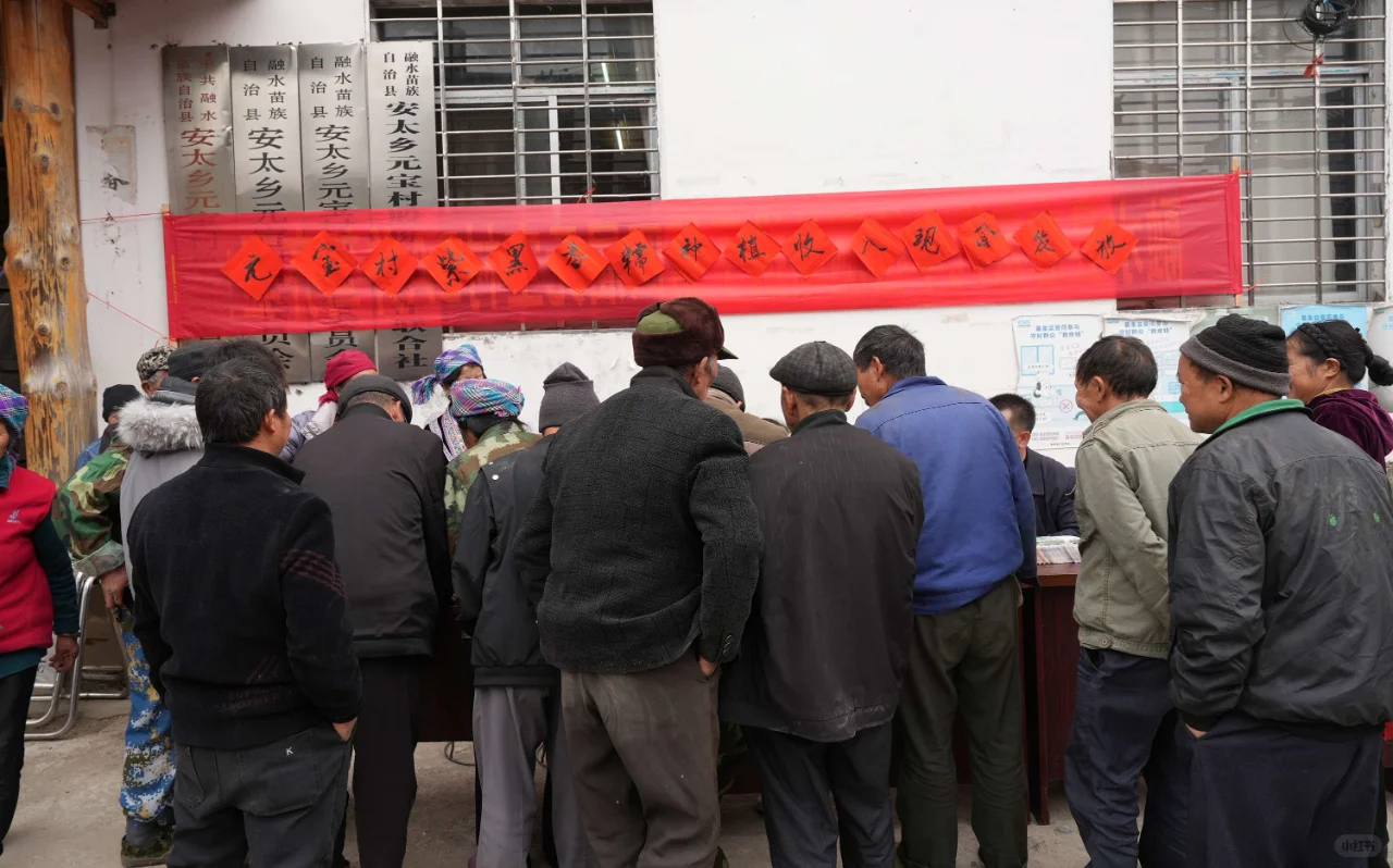 广西一苗寨村民喜提百万种粮收入