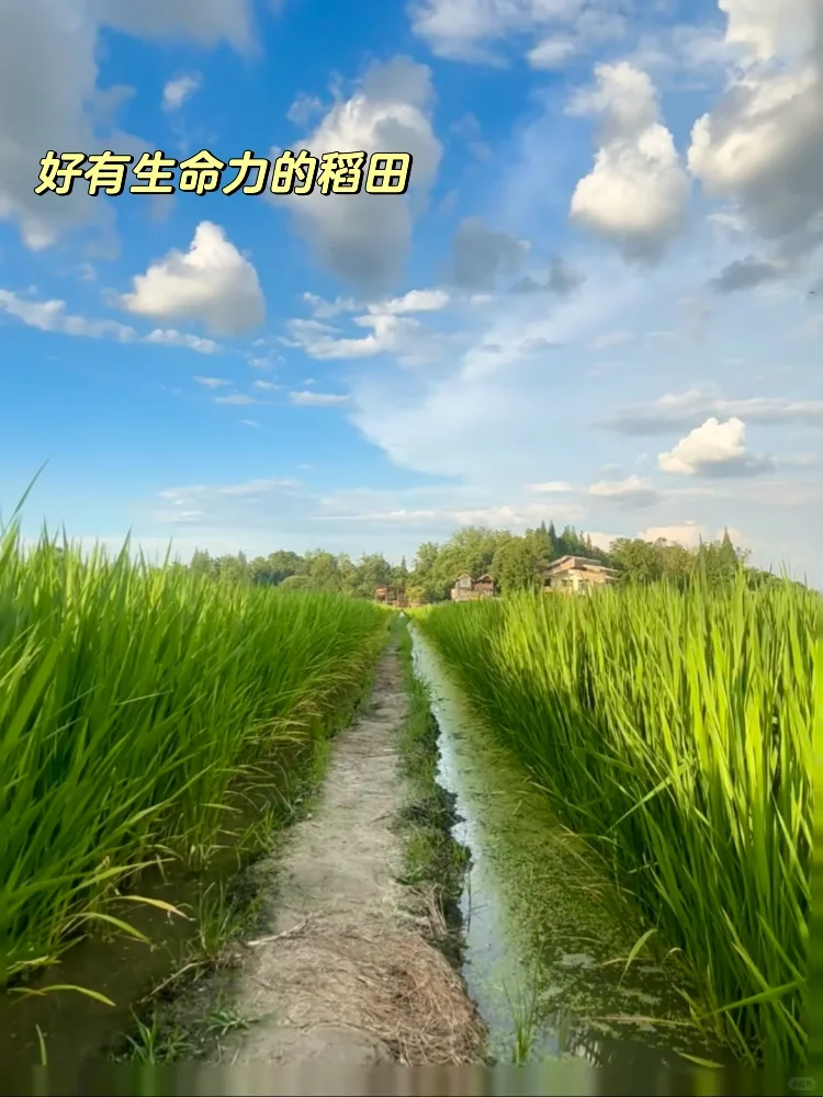 值得冲一冲的农林外企