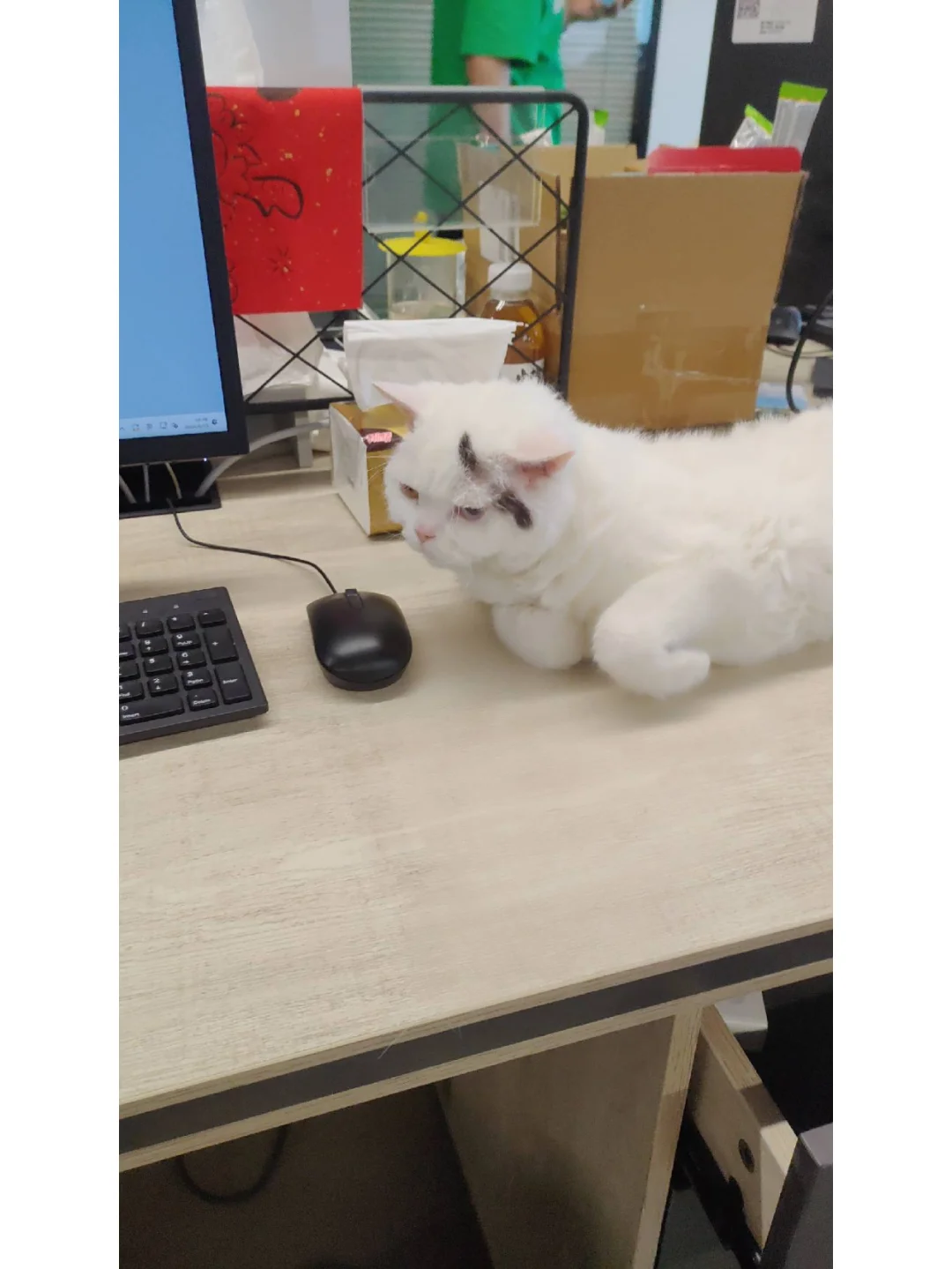 宠物用品公司开放运营管培生岗位啦