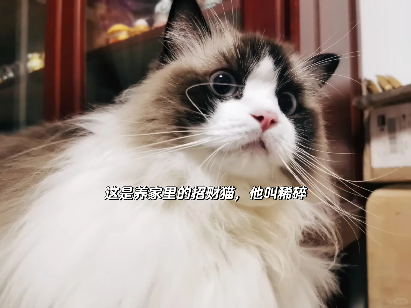 招人啦！！！来公司上班猫全给你们撸！！！