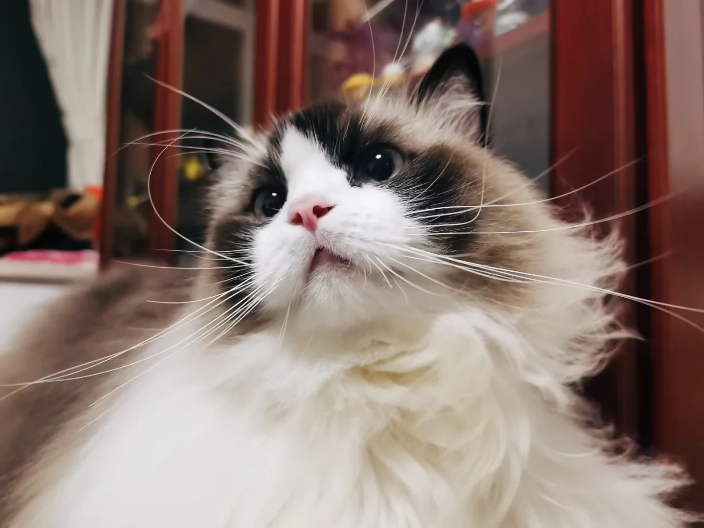 招人啦！！！来公司上班猫全给你们撸！！！