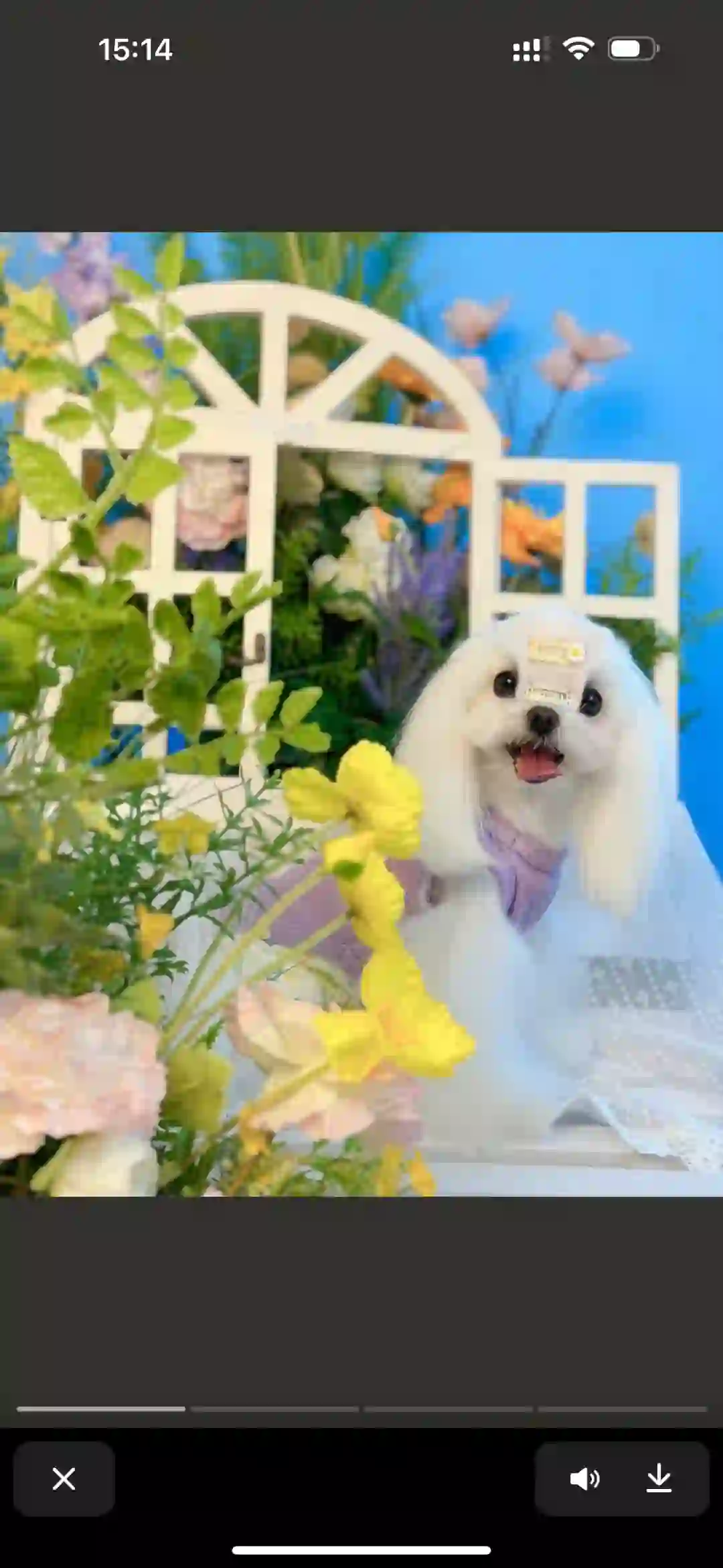 拉萨高薪招聘宠物美容师一位