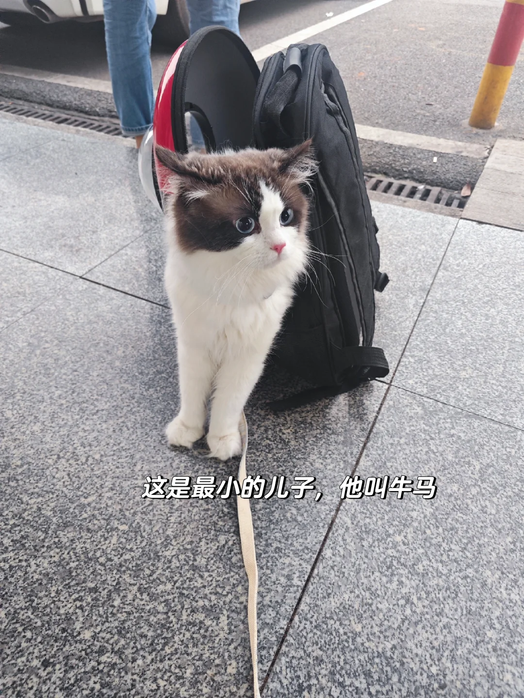 招人啦！！！来公司上班猫全给你们撸！！！