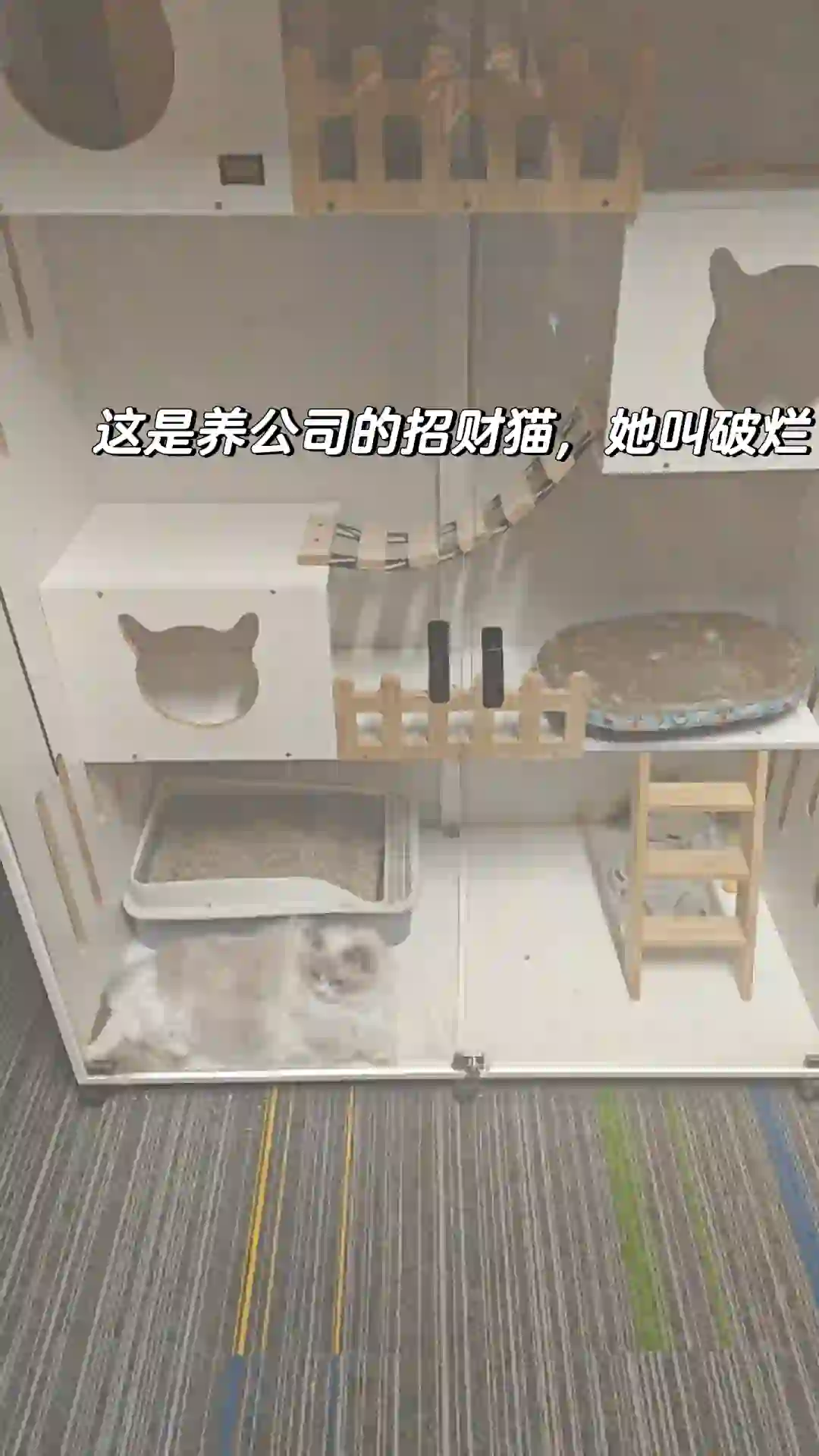 招人啦！！！来公司上班猫全给你们撸！！！