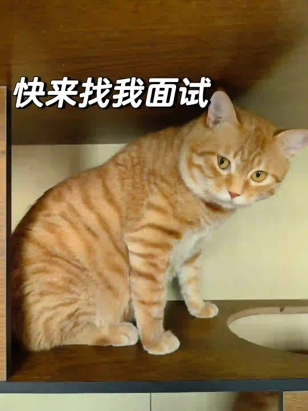 成都传媒公司招聘