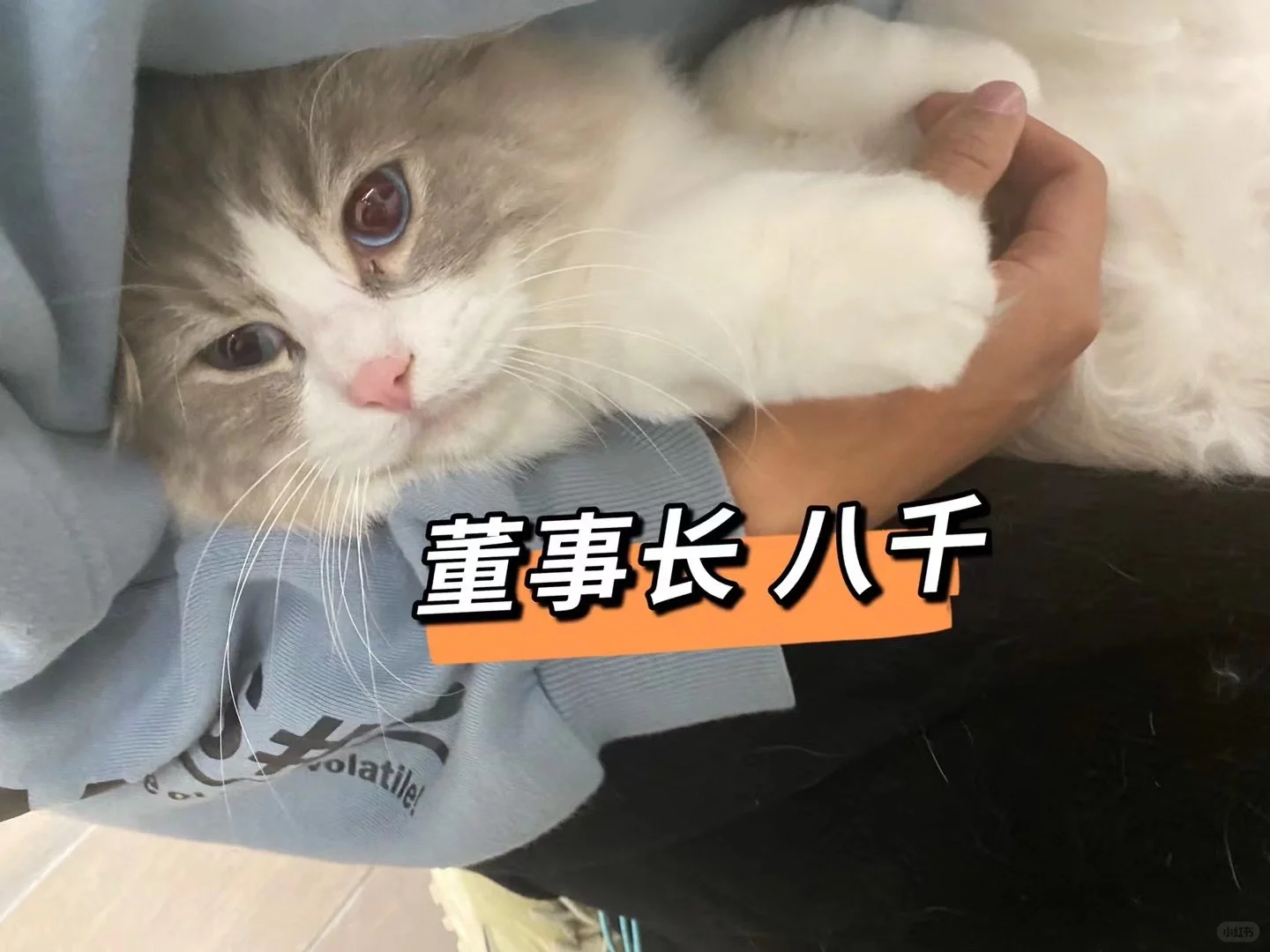 应该有人想来宠物公司上班的吧