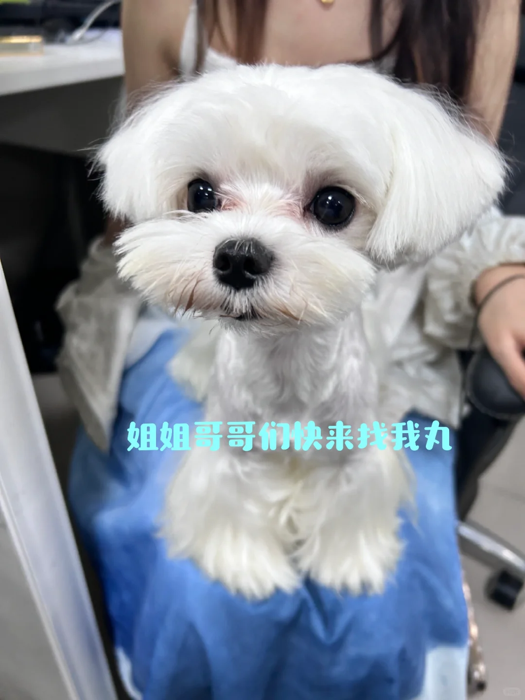 长沙双休神仙工作～后附超萌小狗