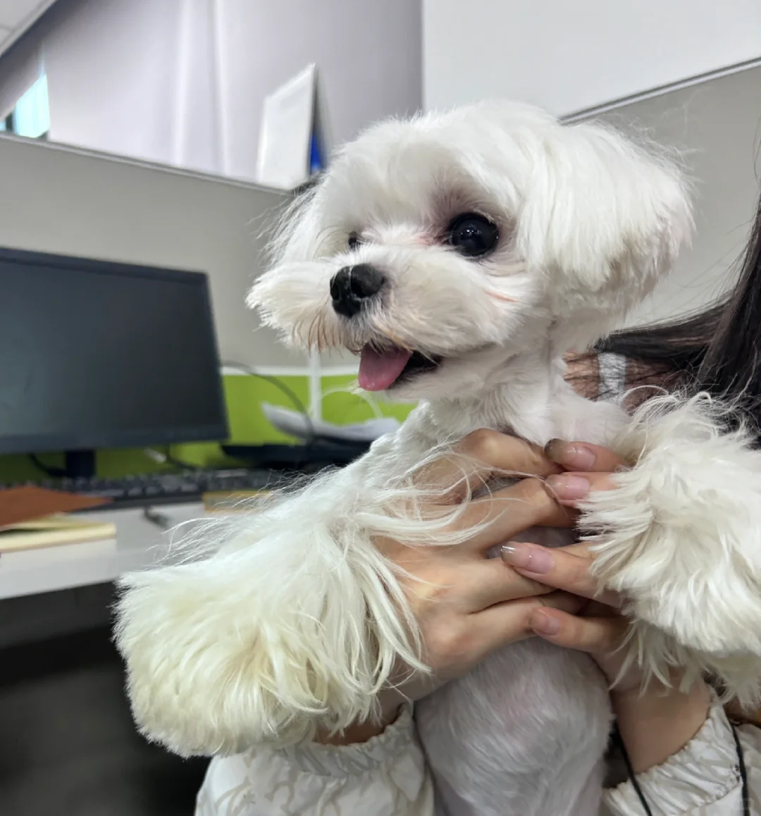 长沙双休神仙工作～后附超萌小狗