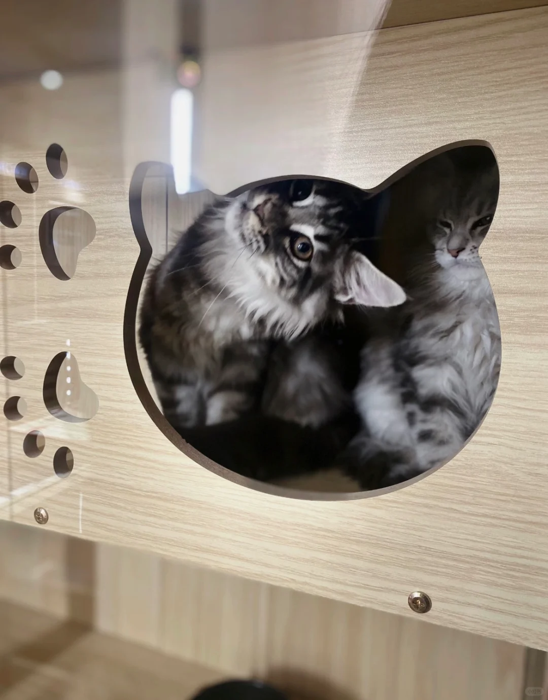 神仙公司 上班可撸猫不打卡，五象招人