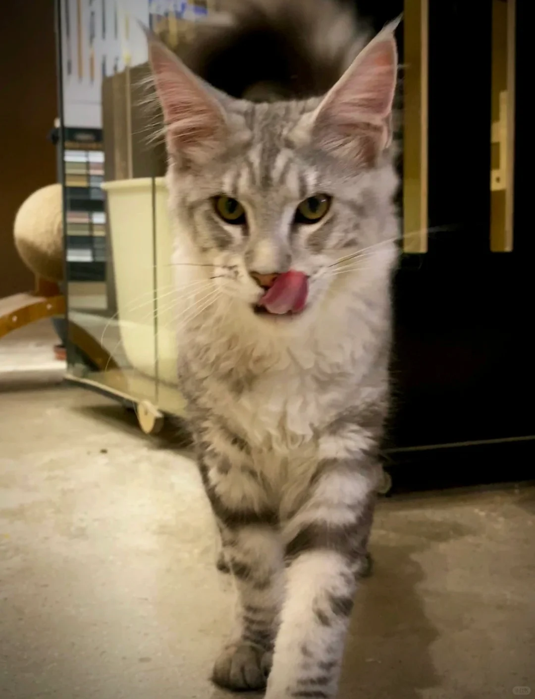 神仙公司 上班可撸猫不打卡，五象招人