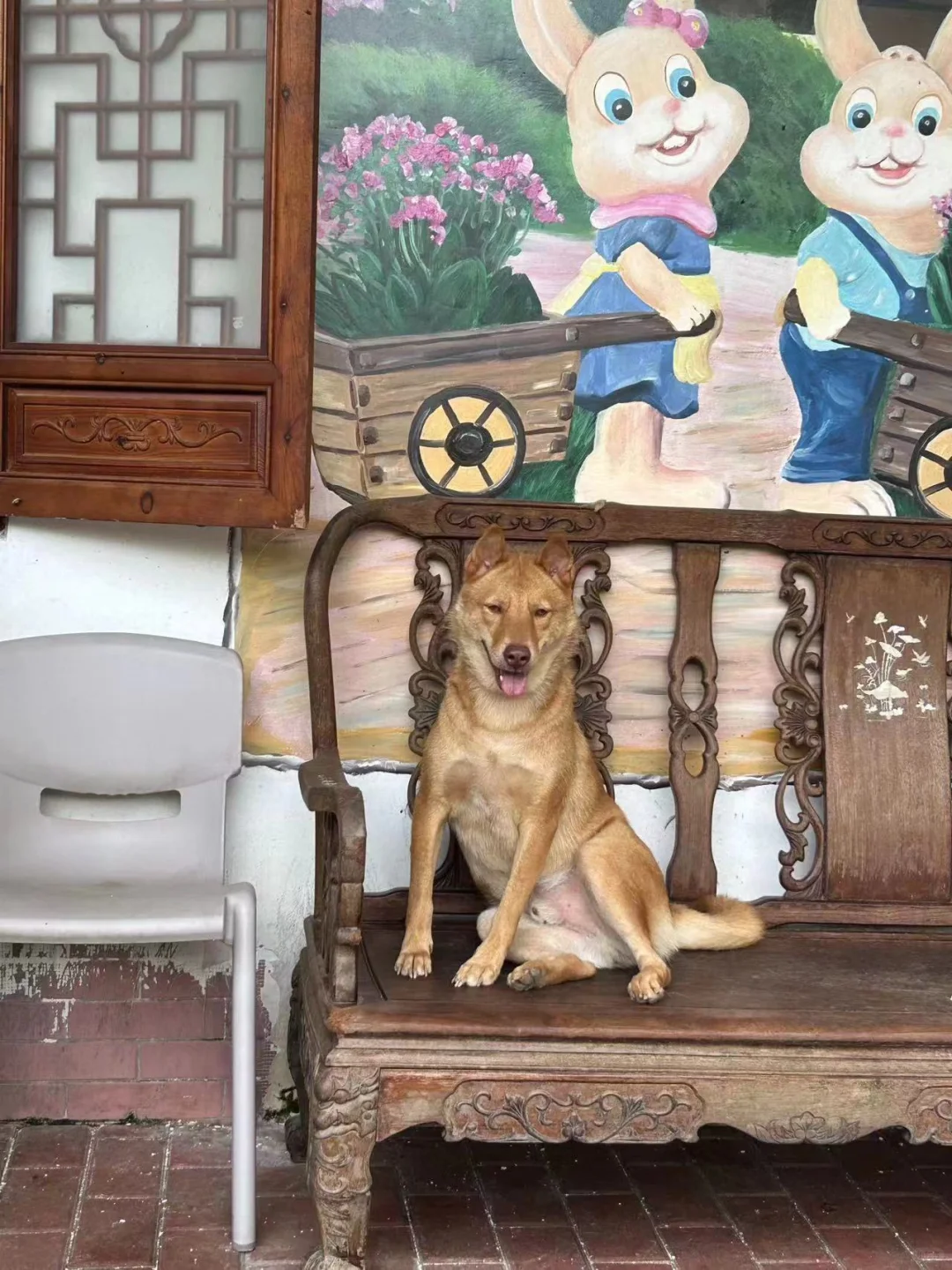 狗狗乐园招聘爱狗人士