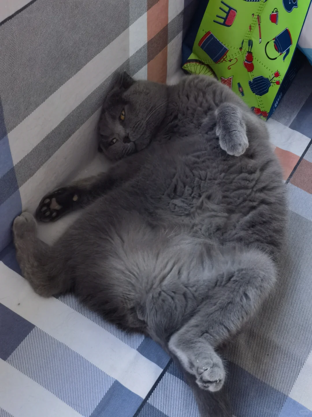 给师傅找个小助理🤗🤗