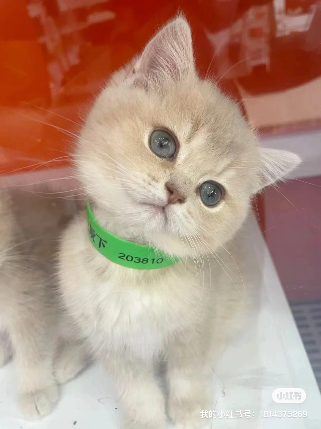 招聘｜喜宠殿下领猫馆 台东店 招聘销售啦