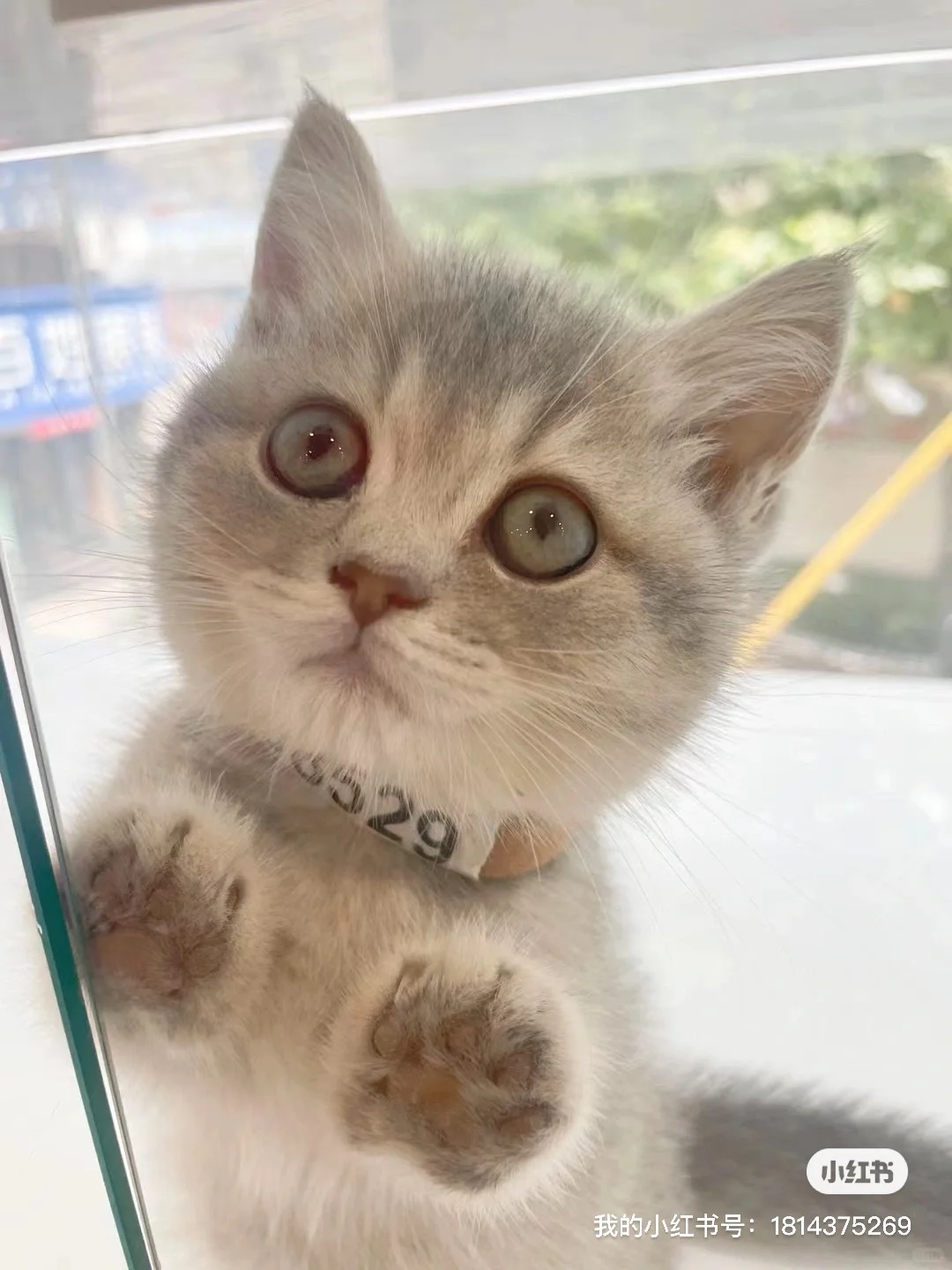 招聘｜喜宠殿下领猫馆 台东店 招聘销售啦