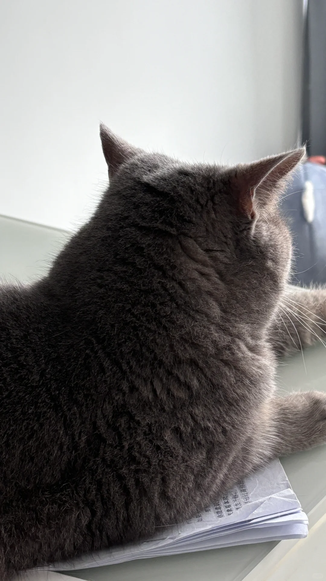 有没有宝子找工作呀～（非诚勿扰）