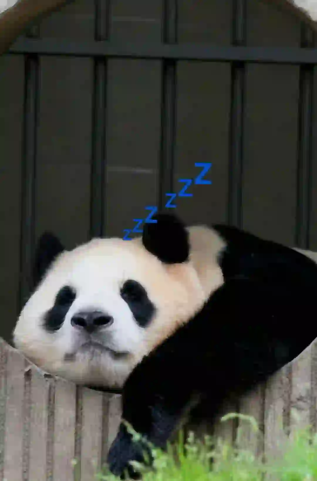 日语应届生岗位来啦