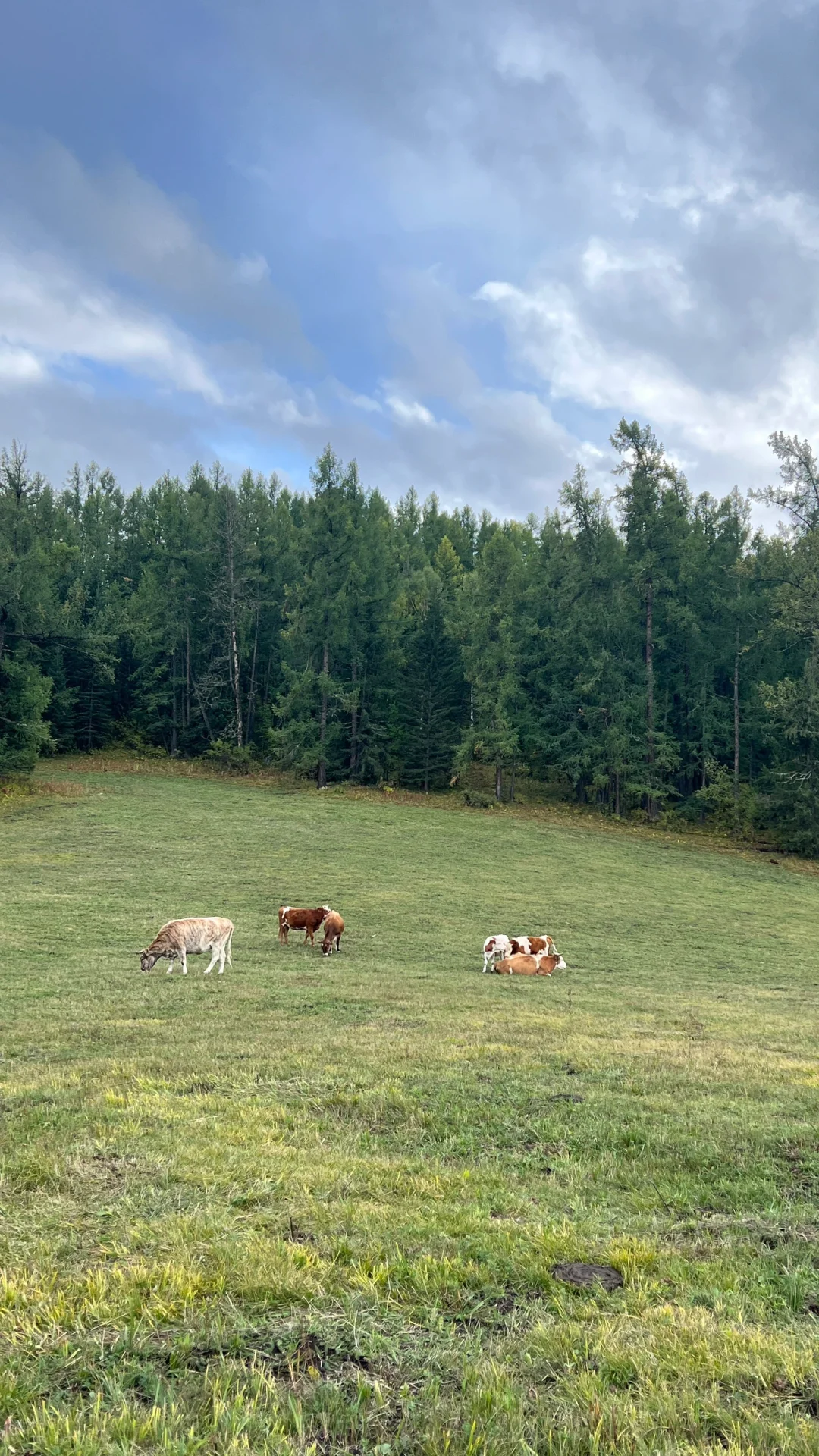 喀纳斯停泊招聘啦🌈
