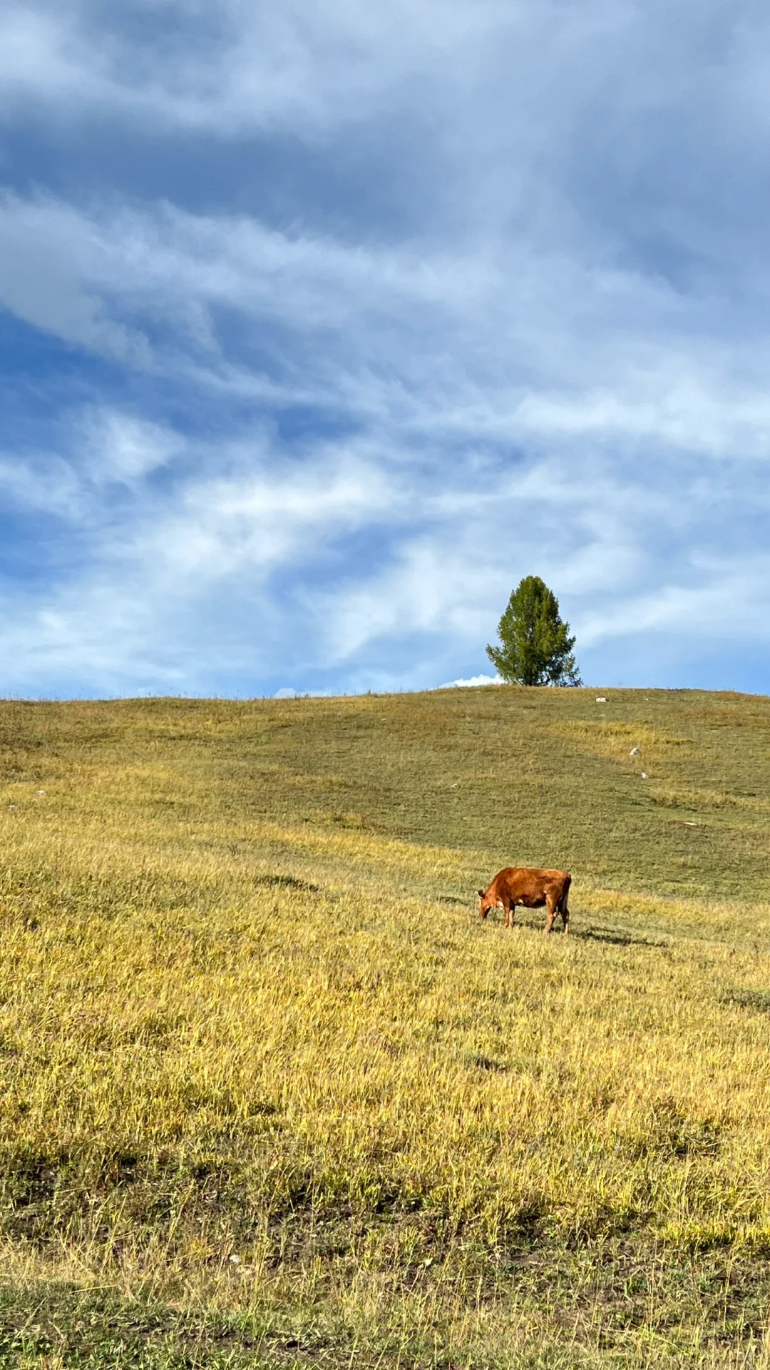 喀纳斯停泊招聘啦🌈