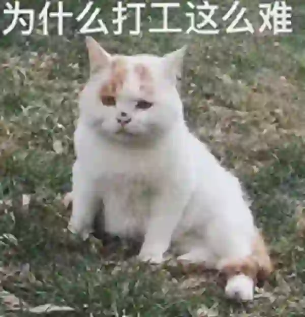 济南找工作又是翻招聘软件的一天