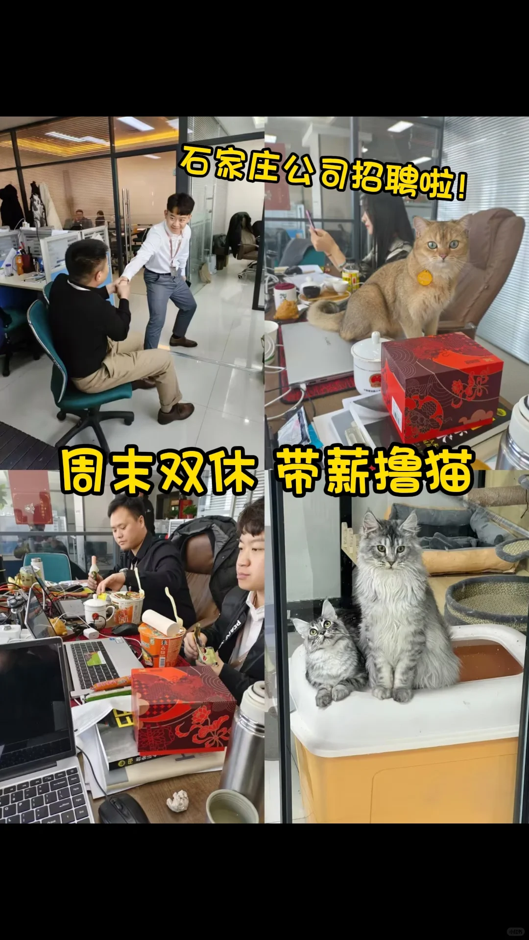 周末双休，上班轻松摸鱼🐟