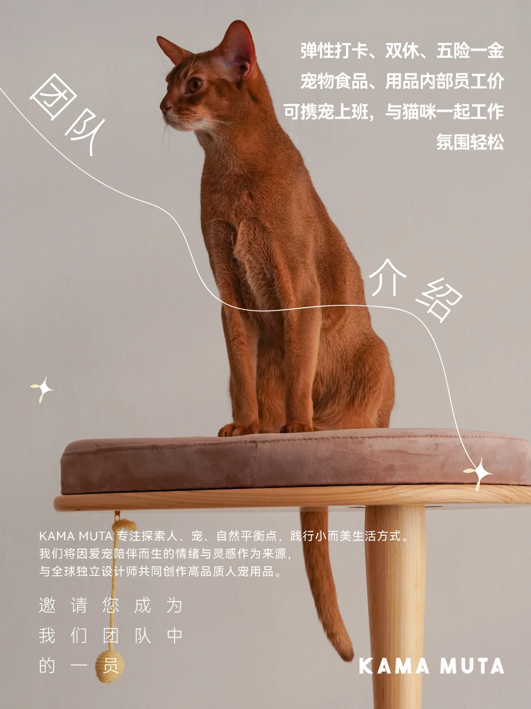 宠物公司 更多岗位开放