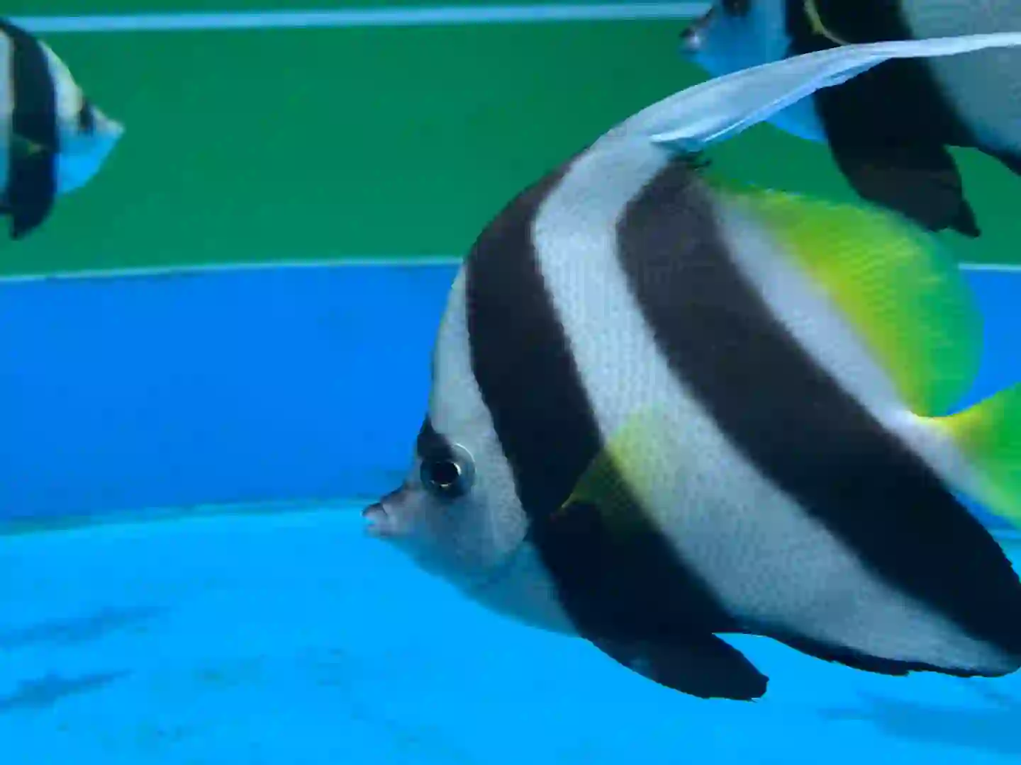 朝九晚五周末双休的翻译！！！急招！！