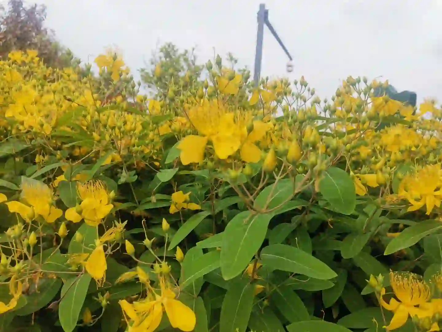 招聘电气工程师以及高级电气
