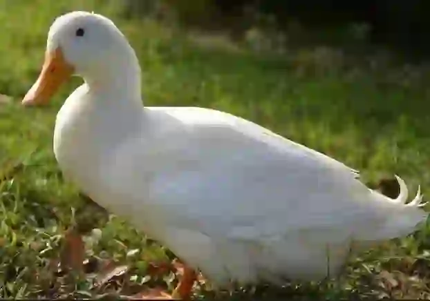 拿个大鹅来招聘