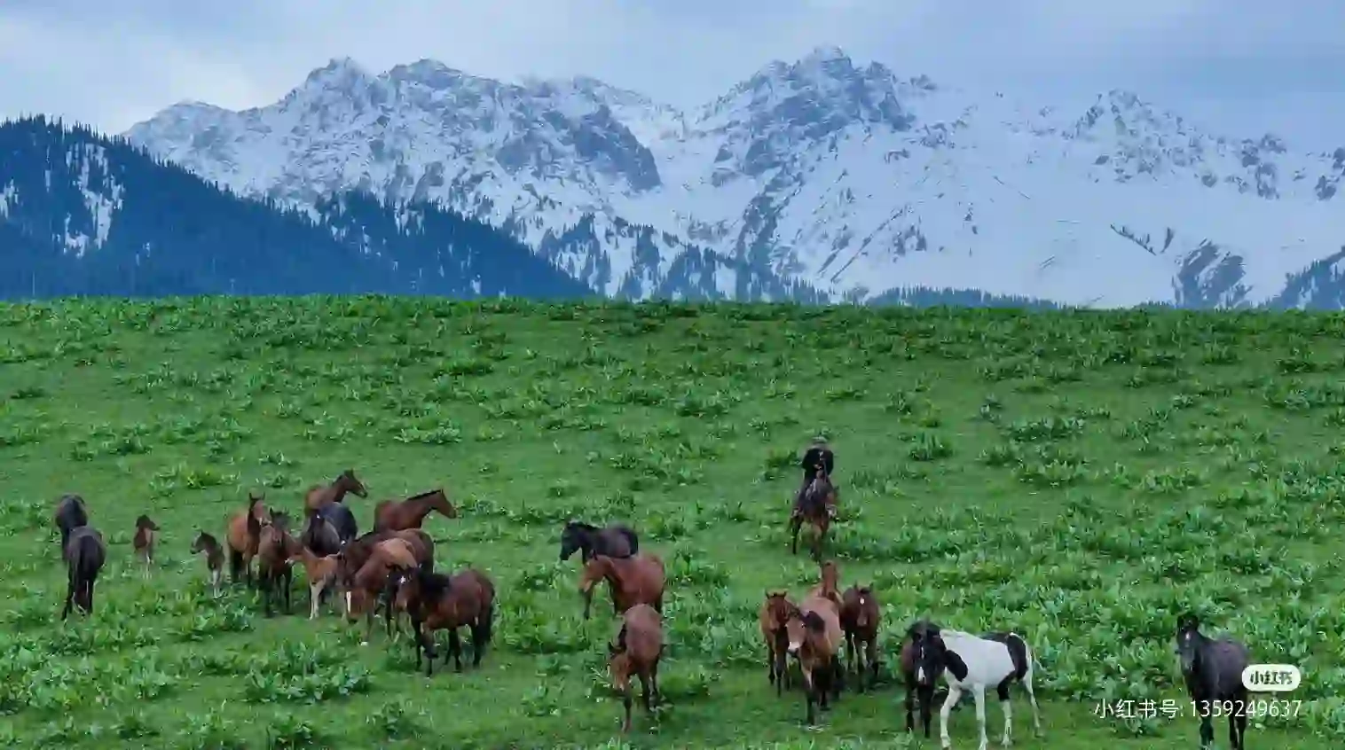 新疆那拉提民宿招聘