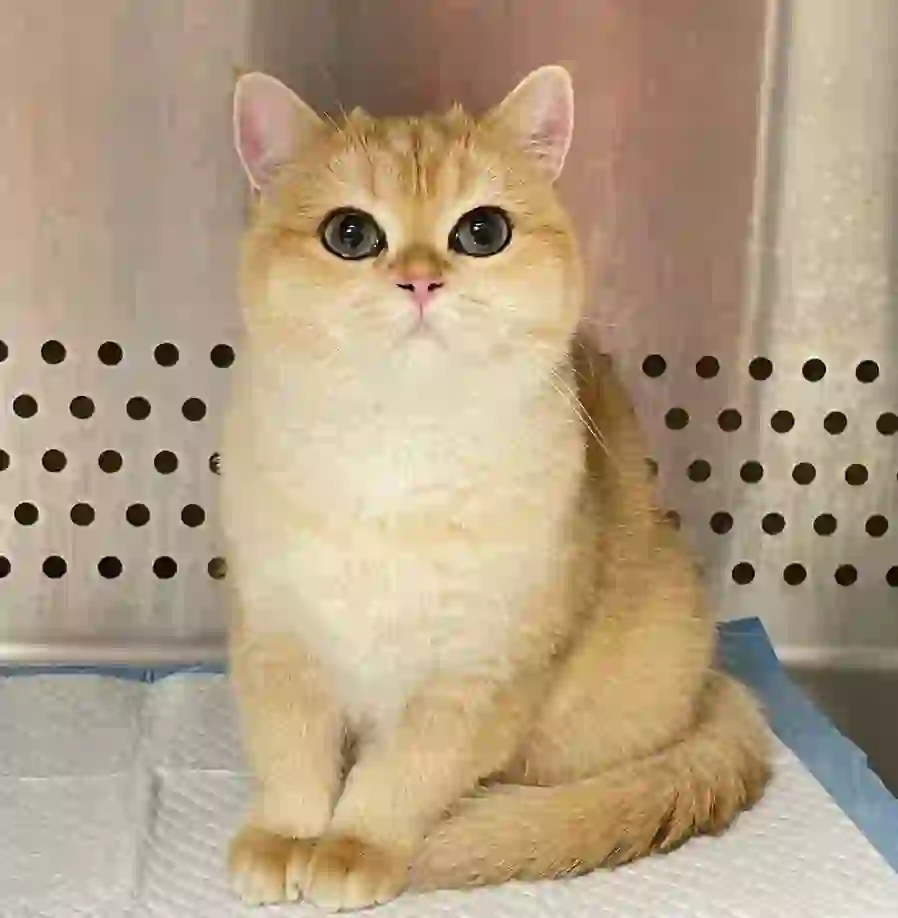 招聘宠物美容师