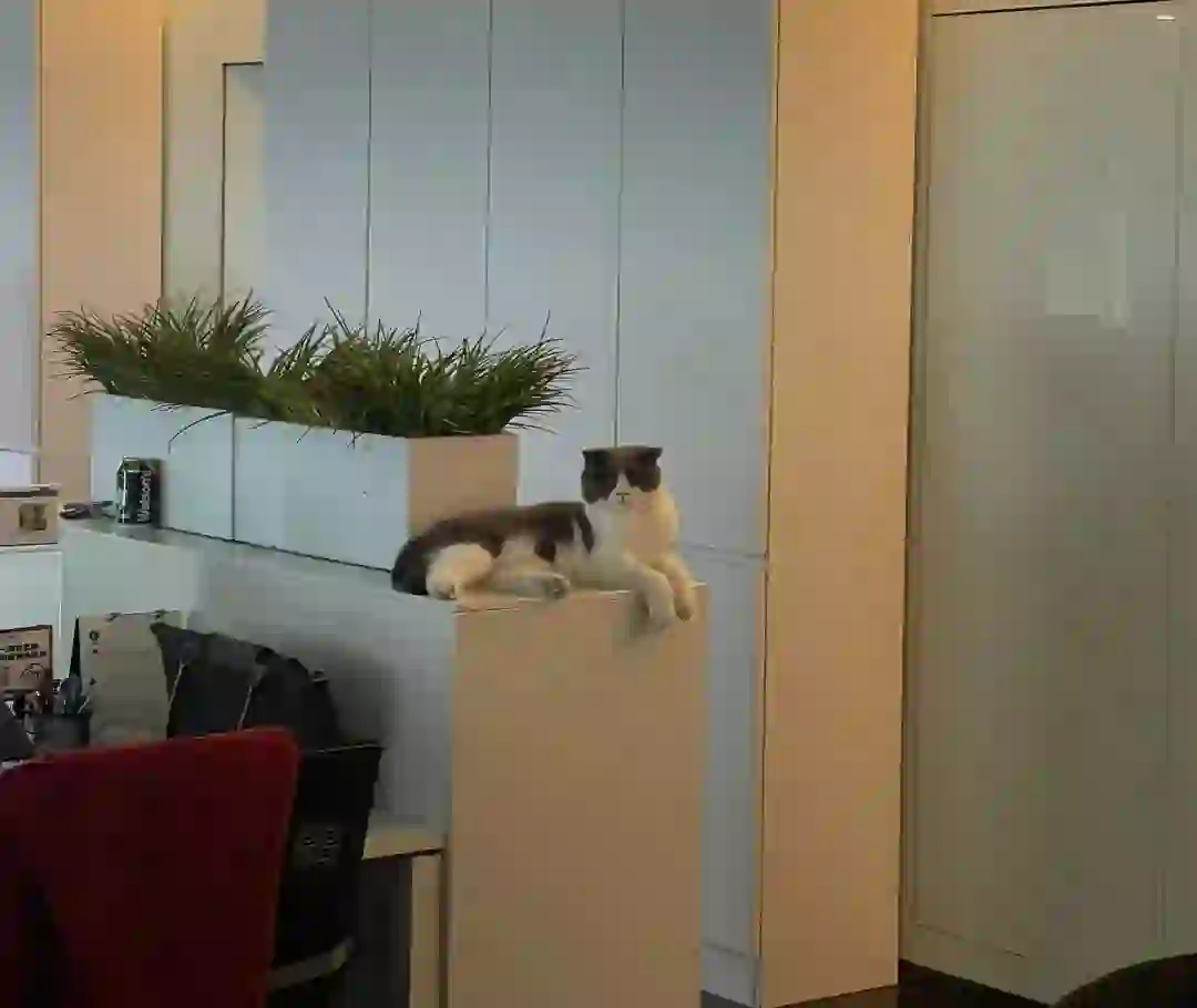 草包留子误打误撞入职宠物外企，香迷糊了