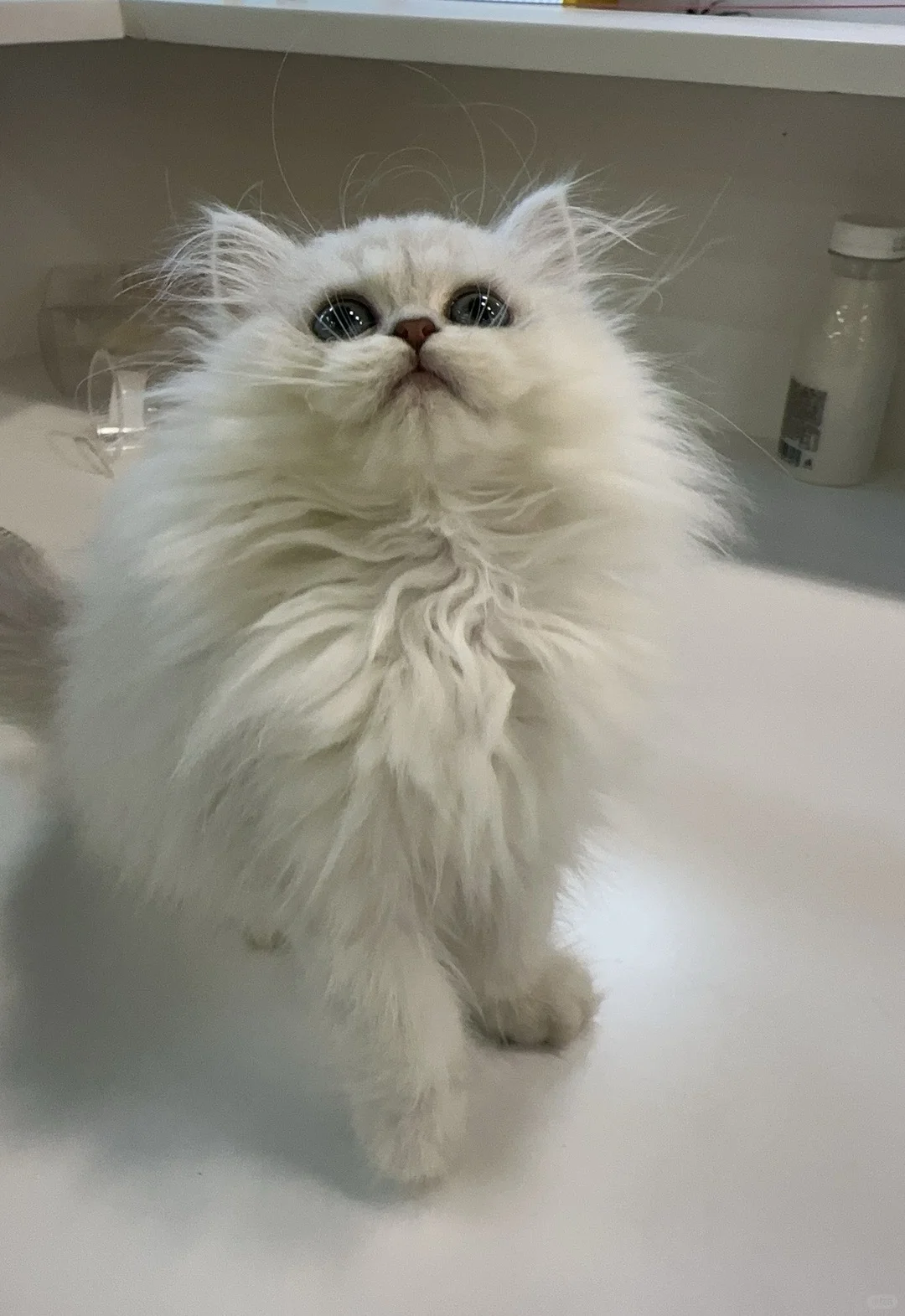 宠物店招聘啦，先到先入职~