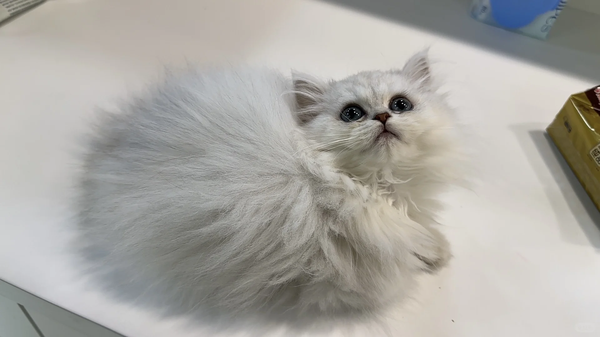 宠物店招聘啦，先到先入职~