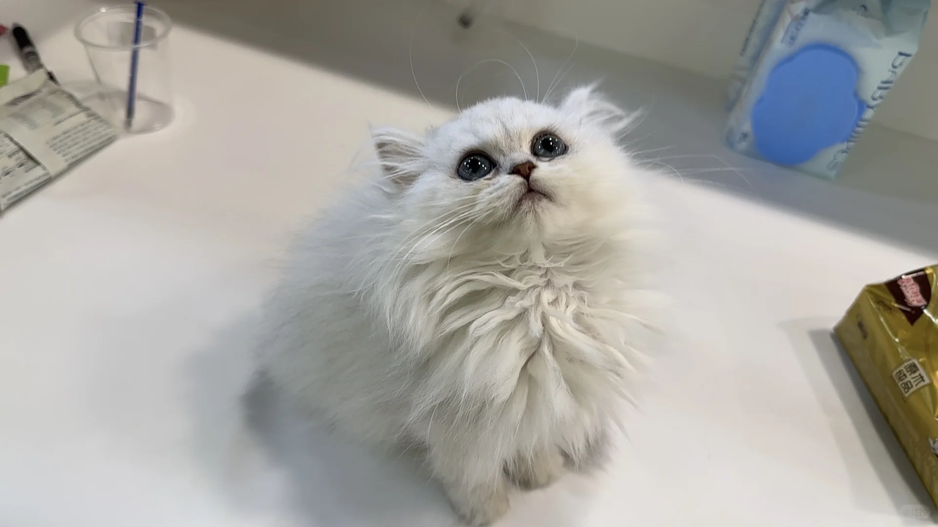 宠物店招聘啦，先到先入职~