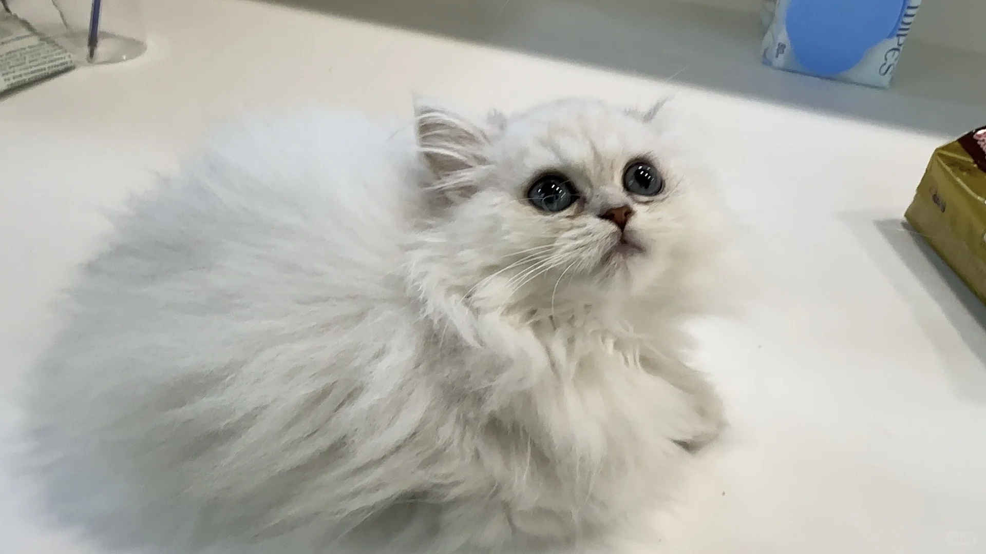 宠物店招聘啦，先到先入职~