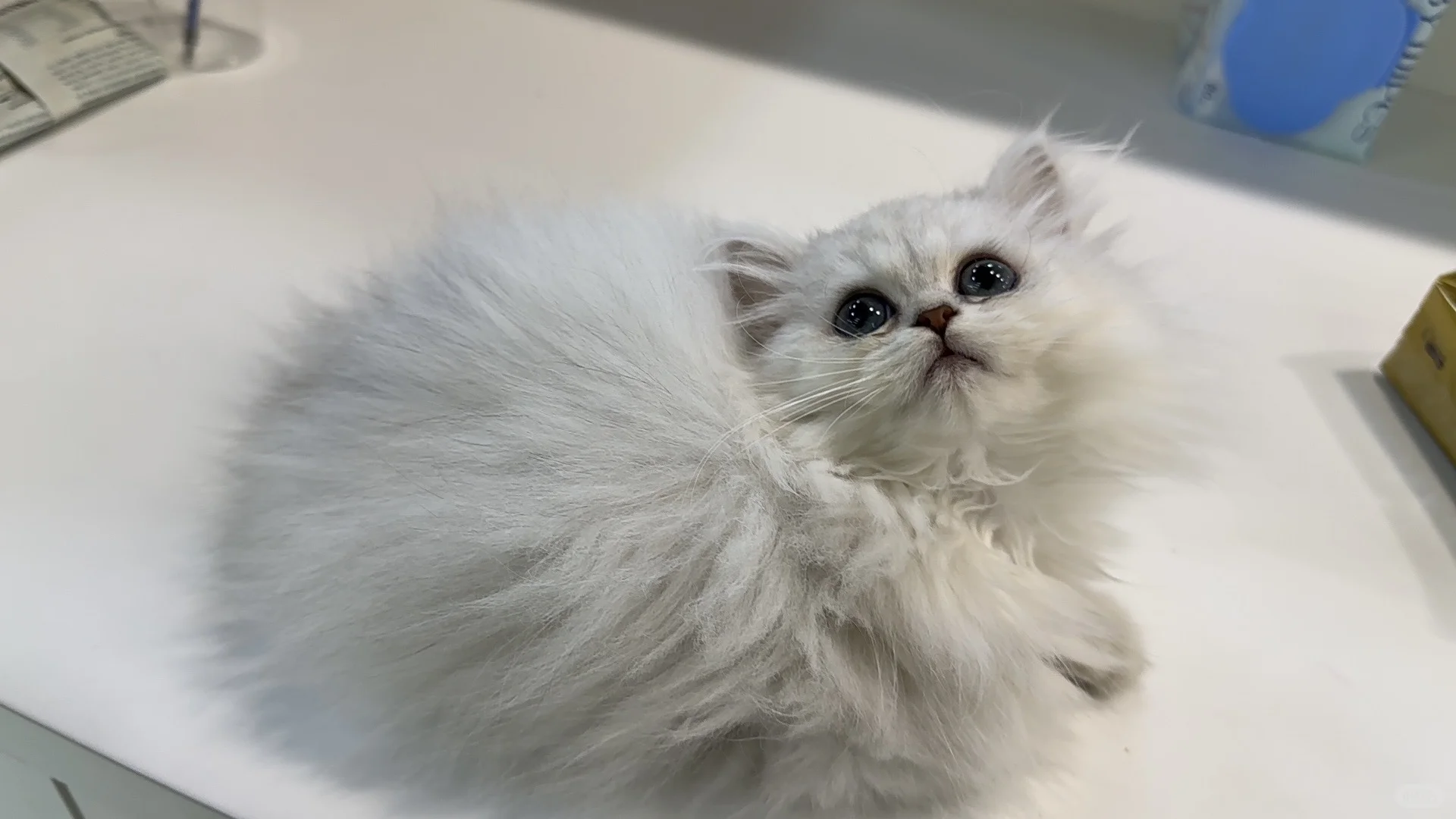 宠物店招聘啦，先到先入职~