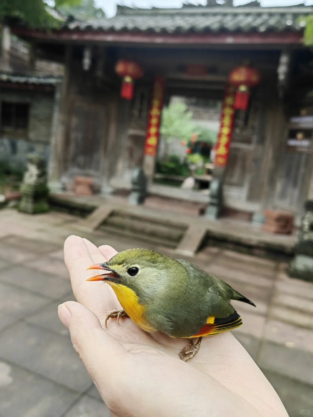 招聘一位民宿管家