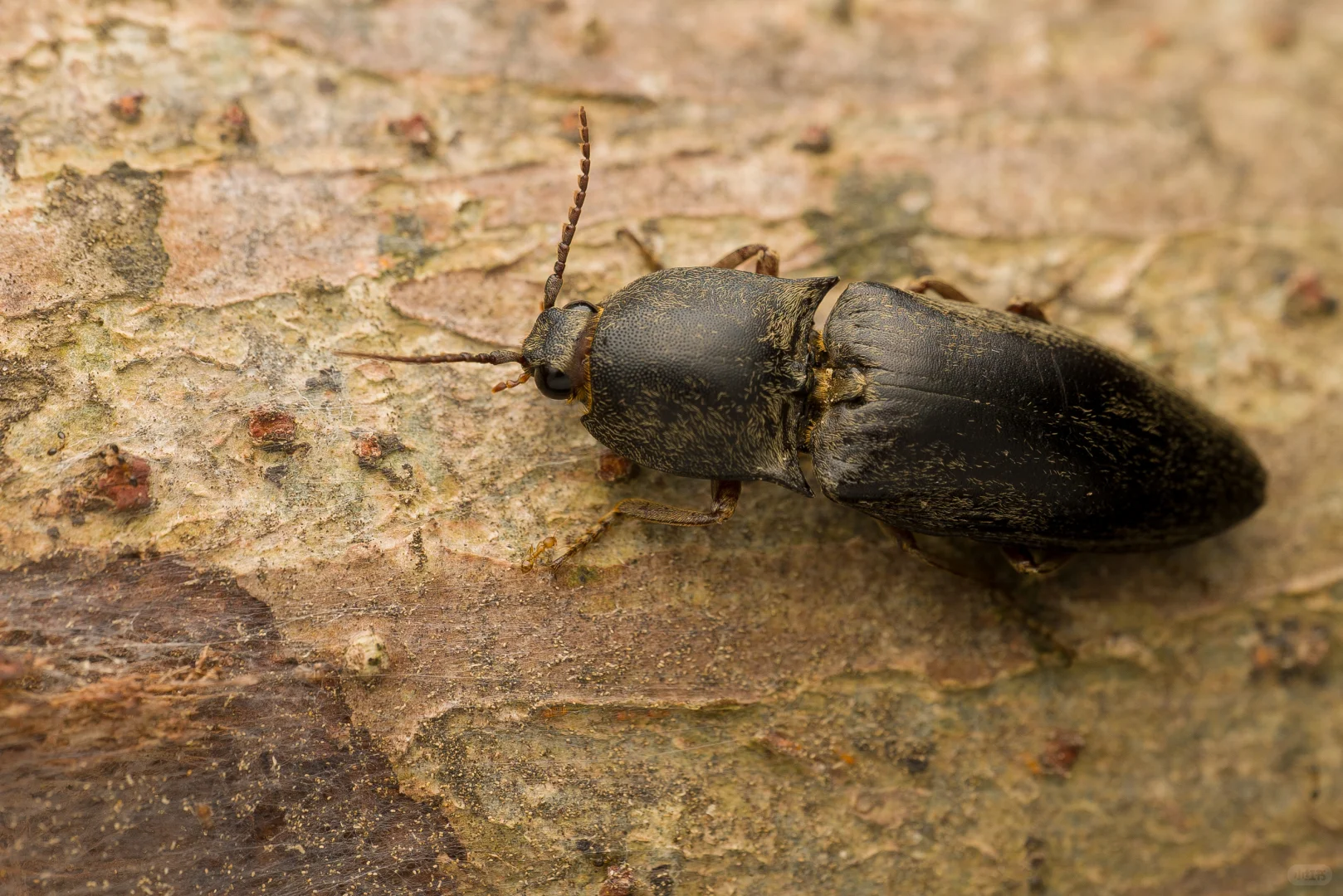 招聘丨去自然里撒野