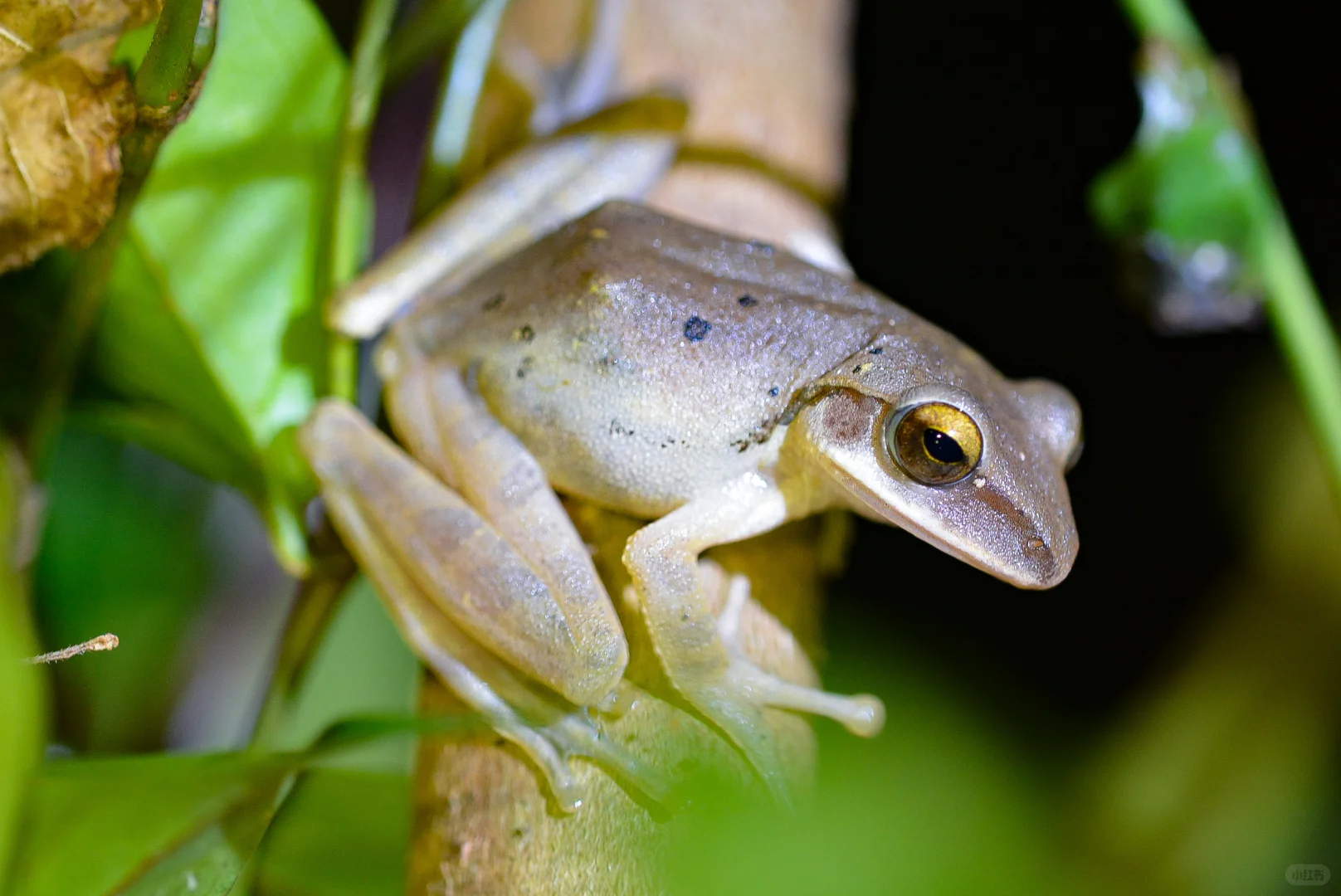 招聘丨去自然里撒野