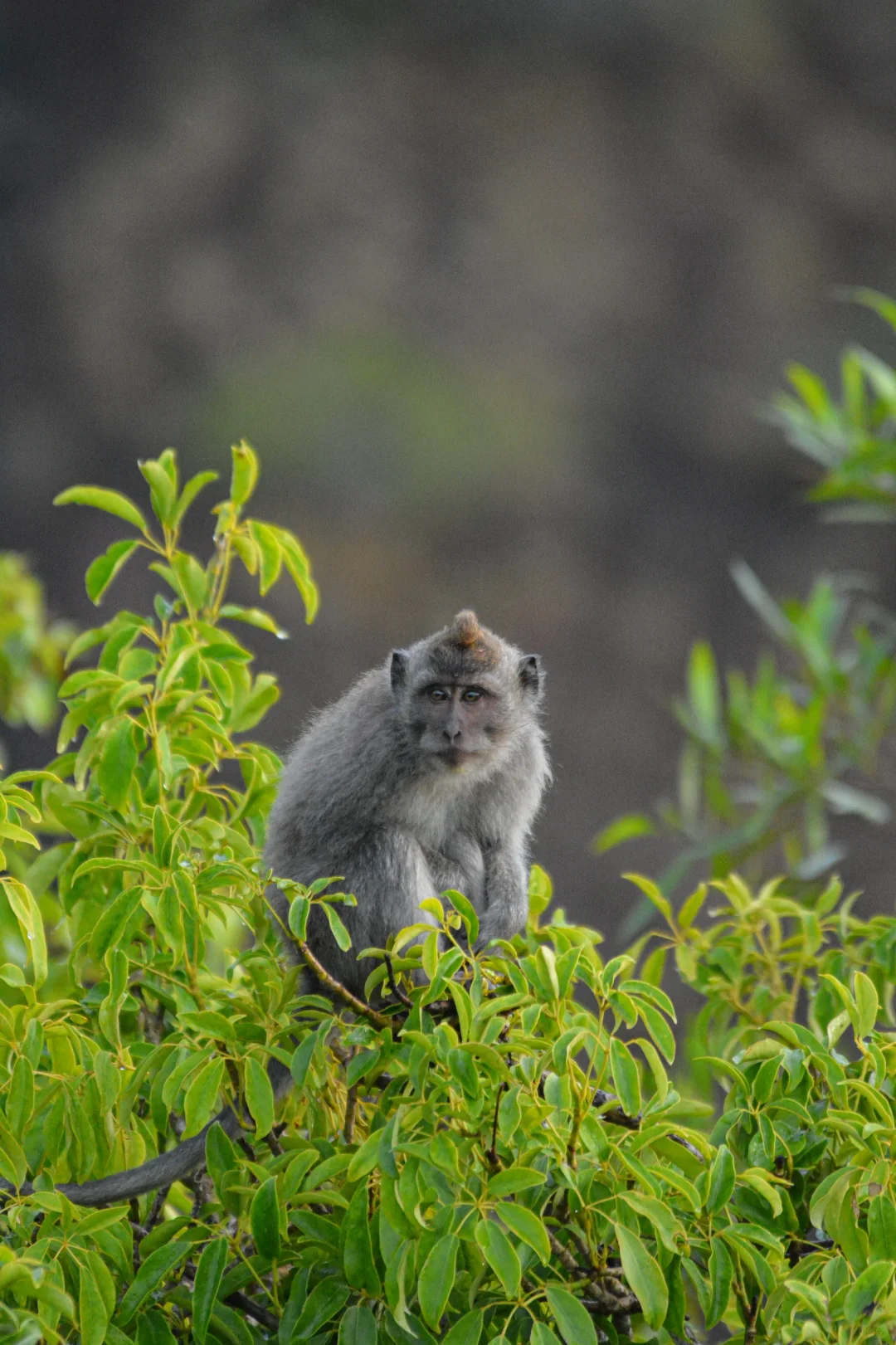招聘丨去自然里撒野